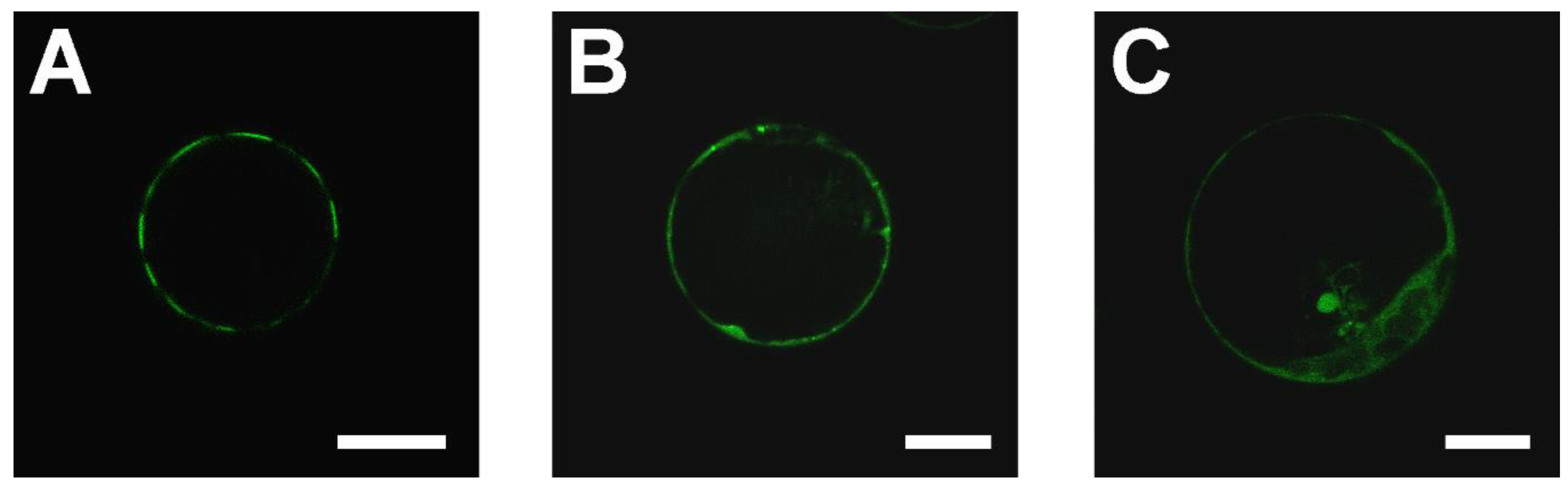 Ijms 22 09455 g001 Ijms 22 09455 g001