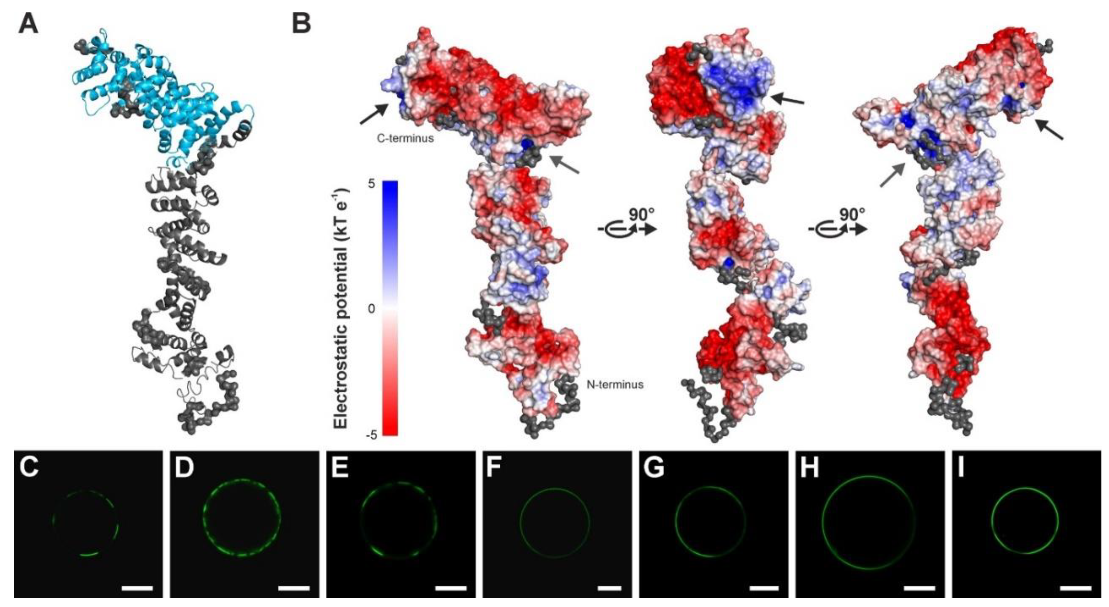 Ijms 22 09455 g004 Ijms 22 09455 g004