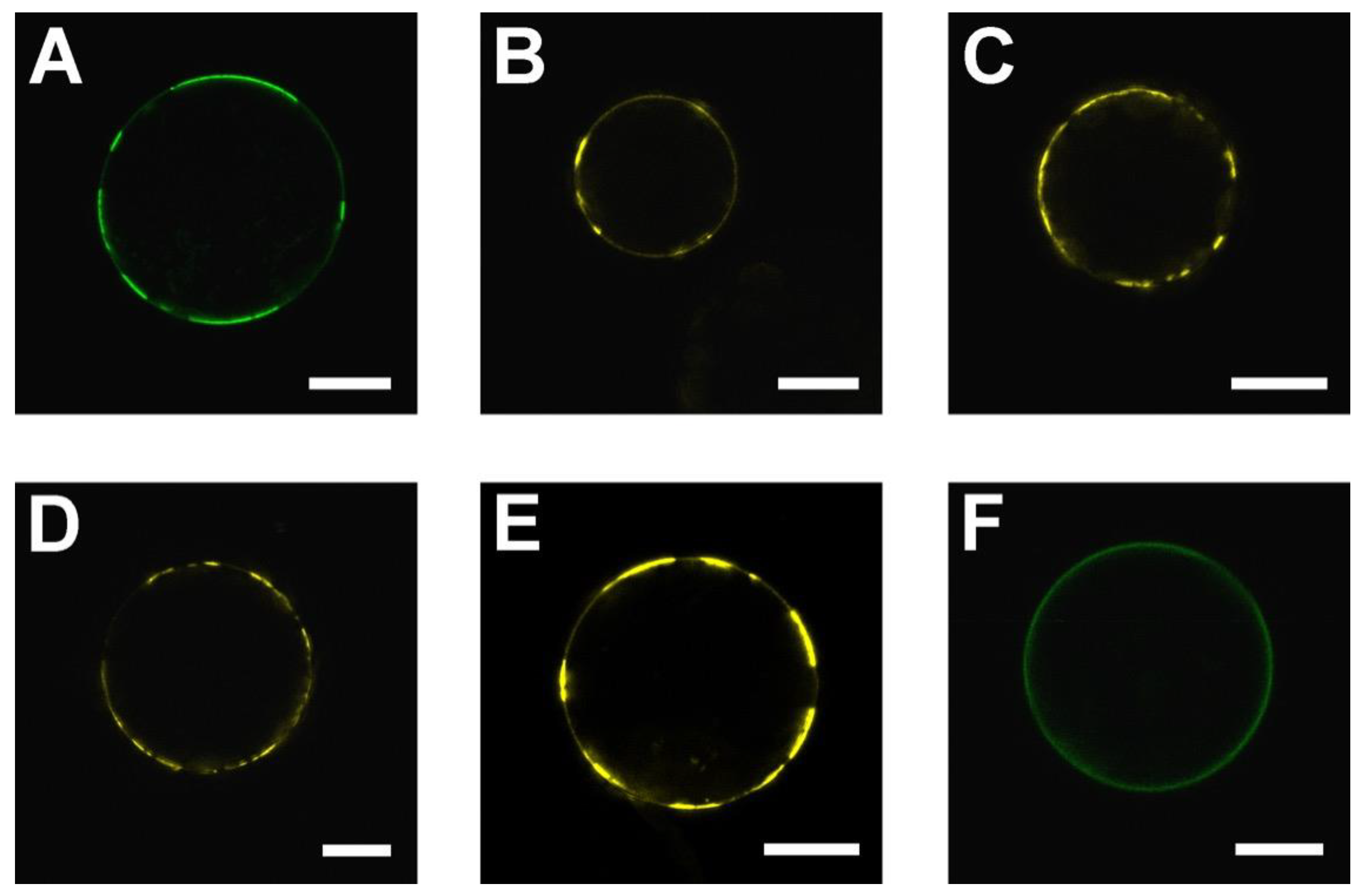 Ijms 22 09455 g007 Ijms 22 09455 g007