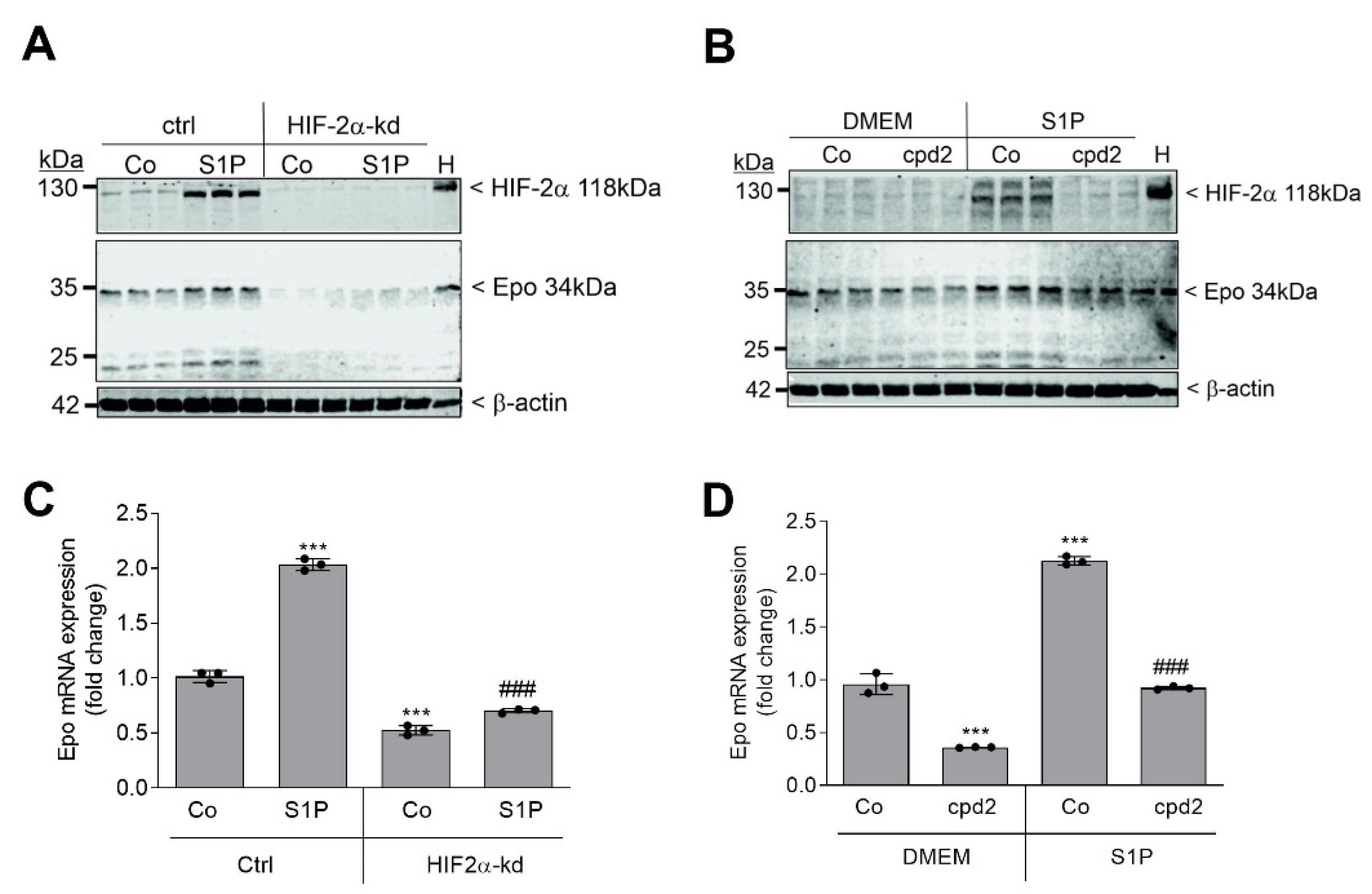 Ijms 22 09467 g002 550