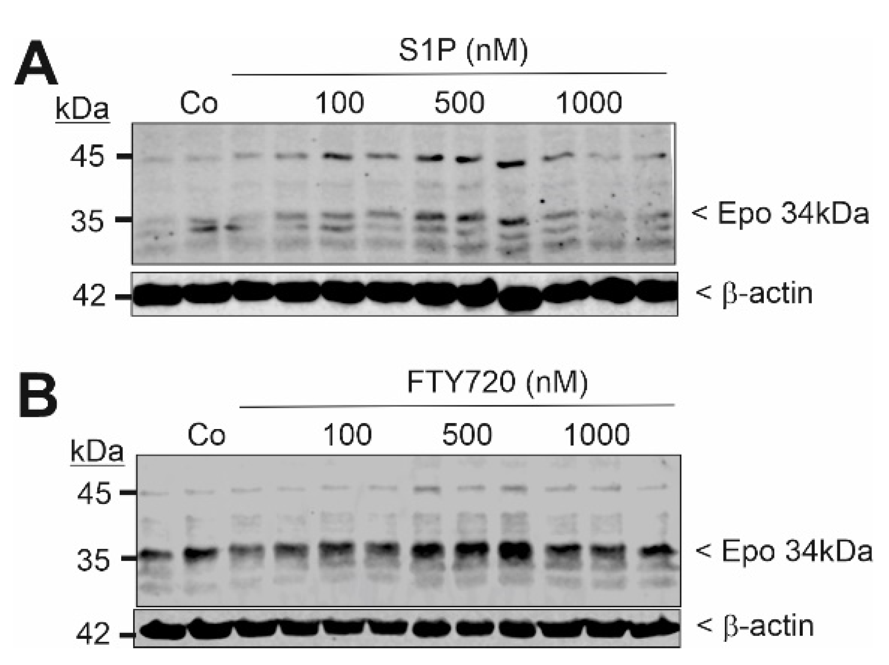 Ijms 22 09467 g005 550