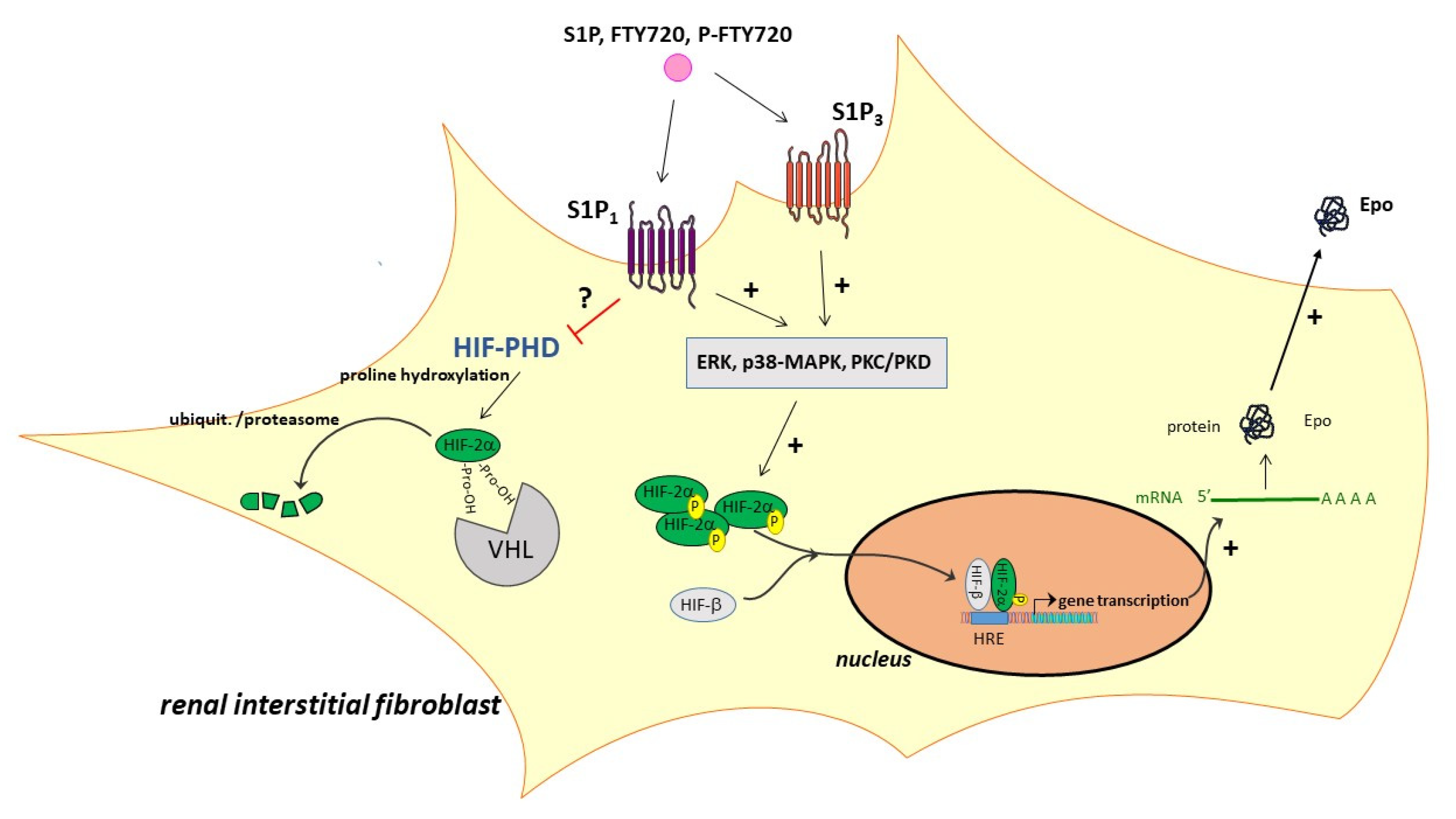 Ijms 22 09467 g006 550