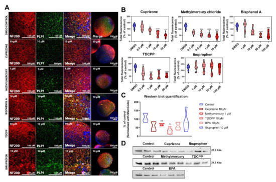 Human IPSC-Derived Model to Study Myelin Disruption