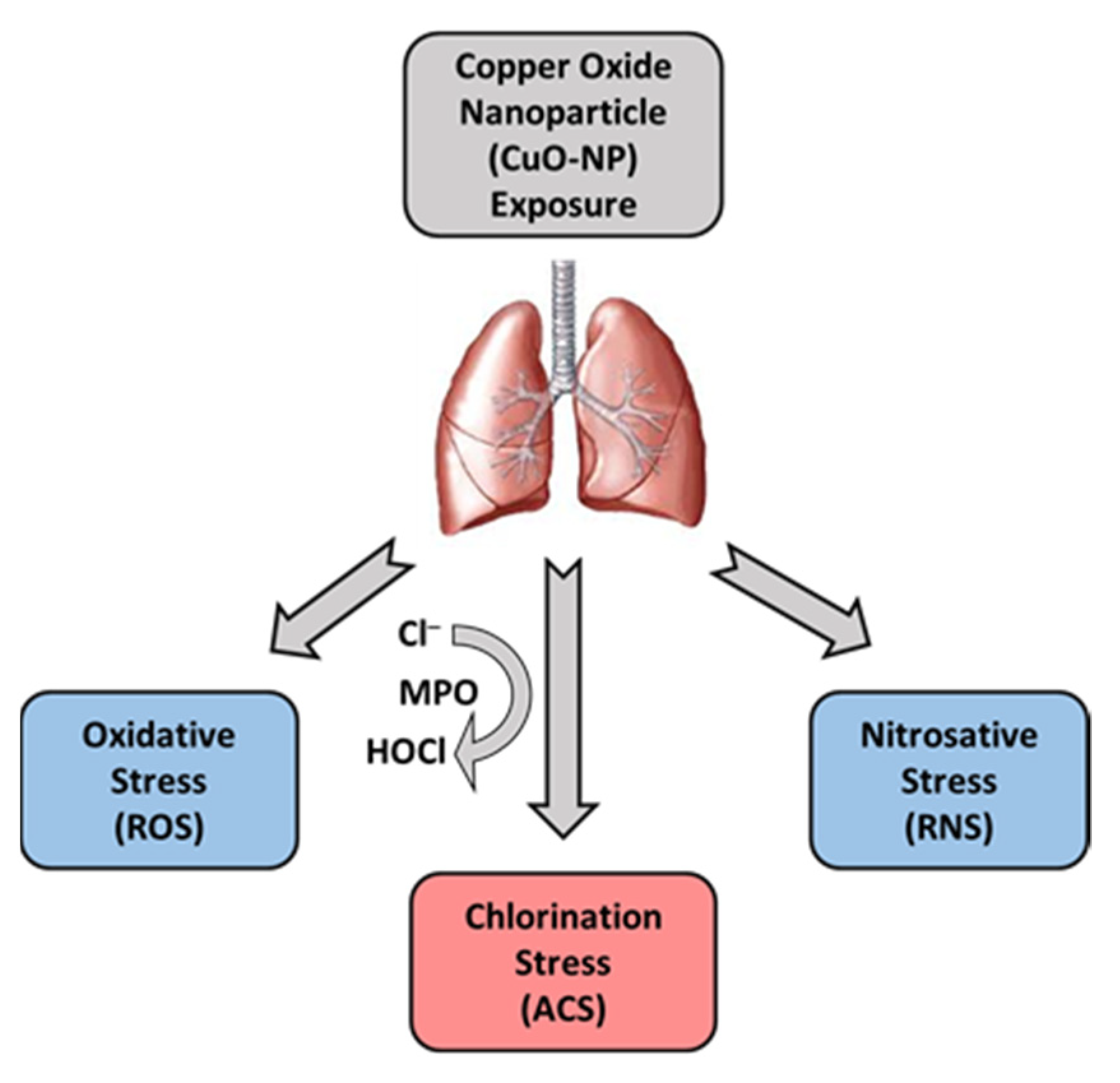 Ijms 22 09477 g011 550