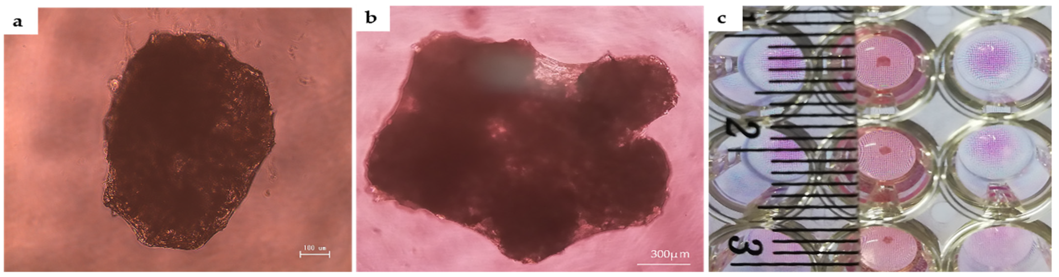 Ijms 22 09478 g004 550