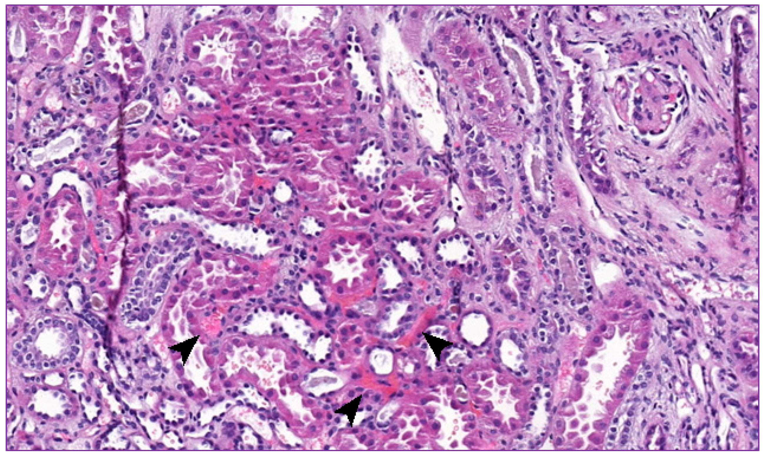 Ijms 22 09479 g002 Ijms 22 09479 g002