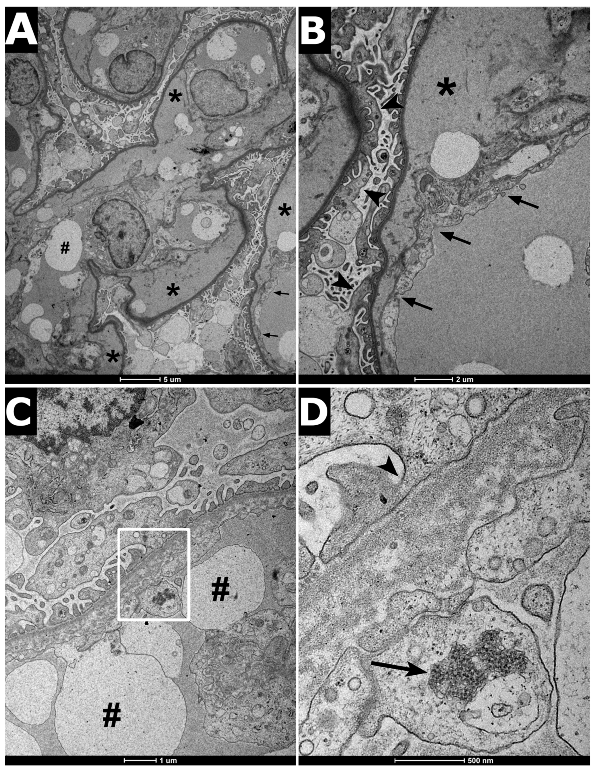 Ijms 22 09479 g004 Ijms 22 09479 g004