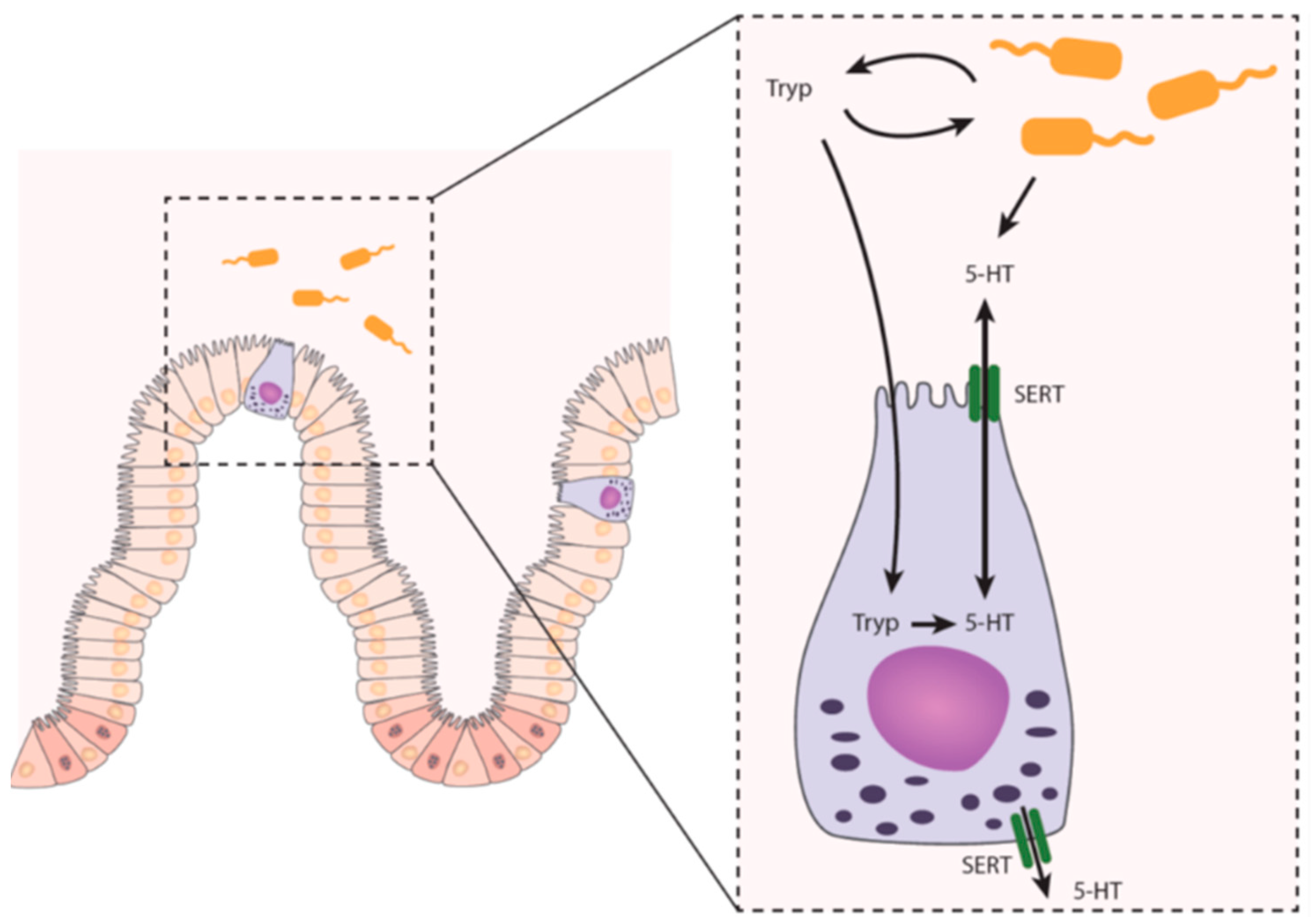 Ijms 22 09487 g001 550