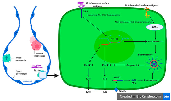 Exploring the Use of Medicinal Plants and Their Bioactive