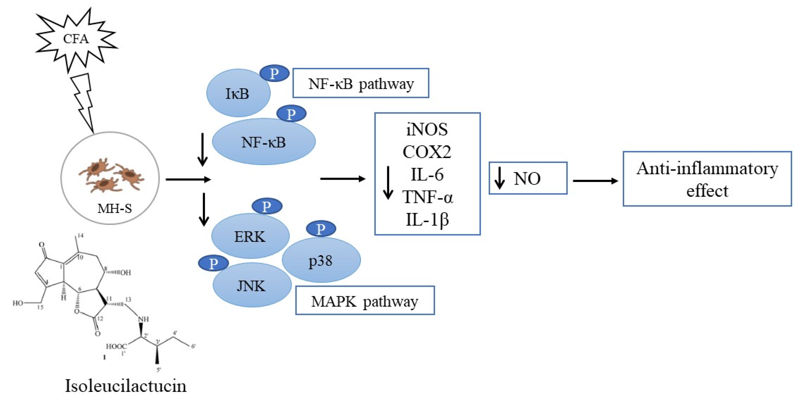 Ijms 22 09506 g006 Ijms 22 09506 g006