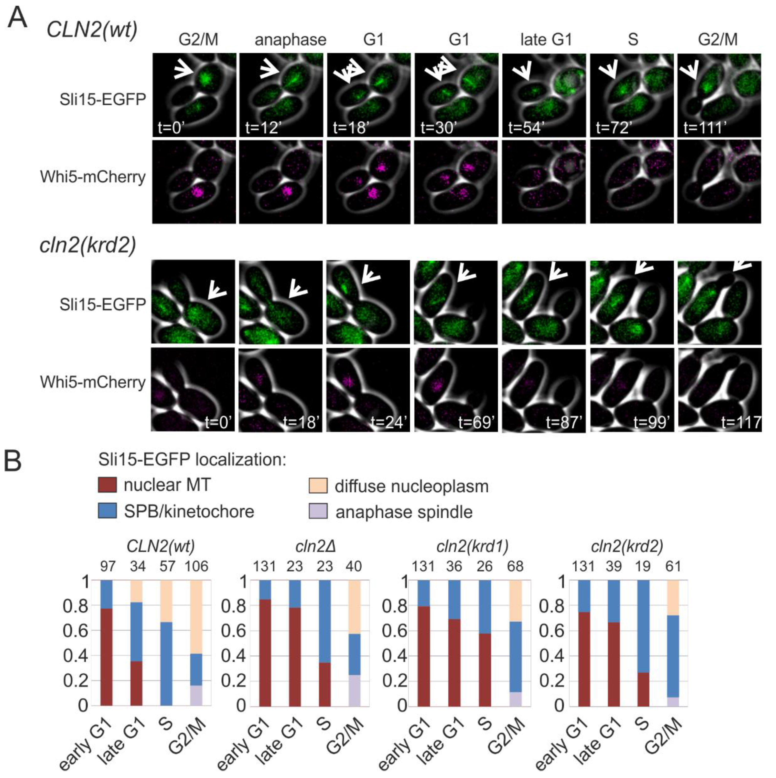 Ijms 22 09514 g005 550