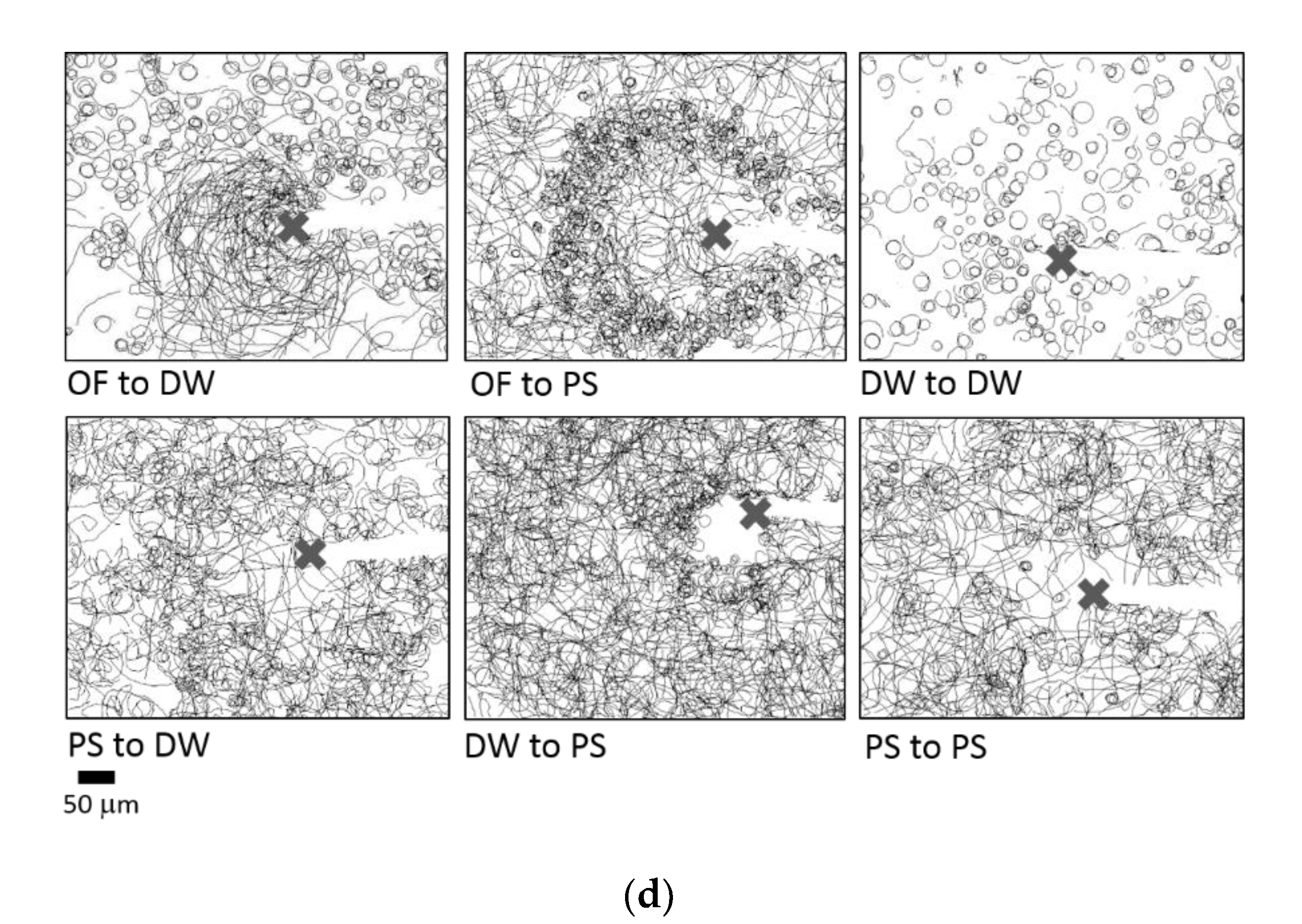 Ijms 22 09519 g003b Ijms 22 09519 g003b