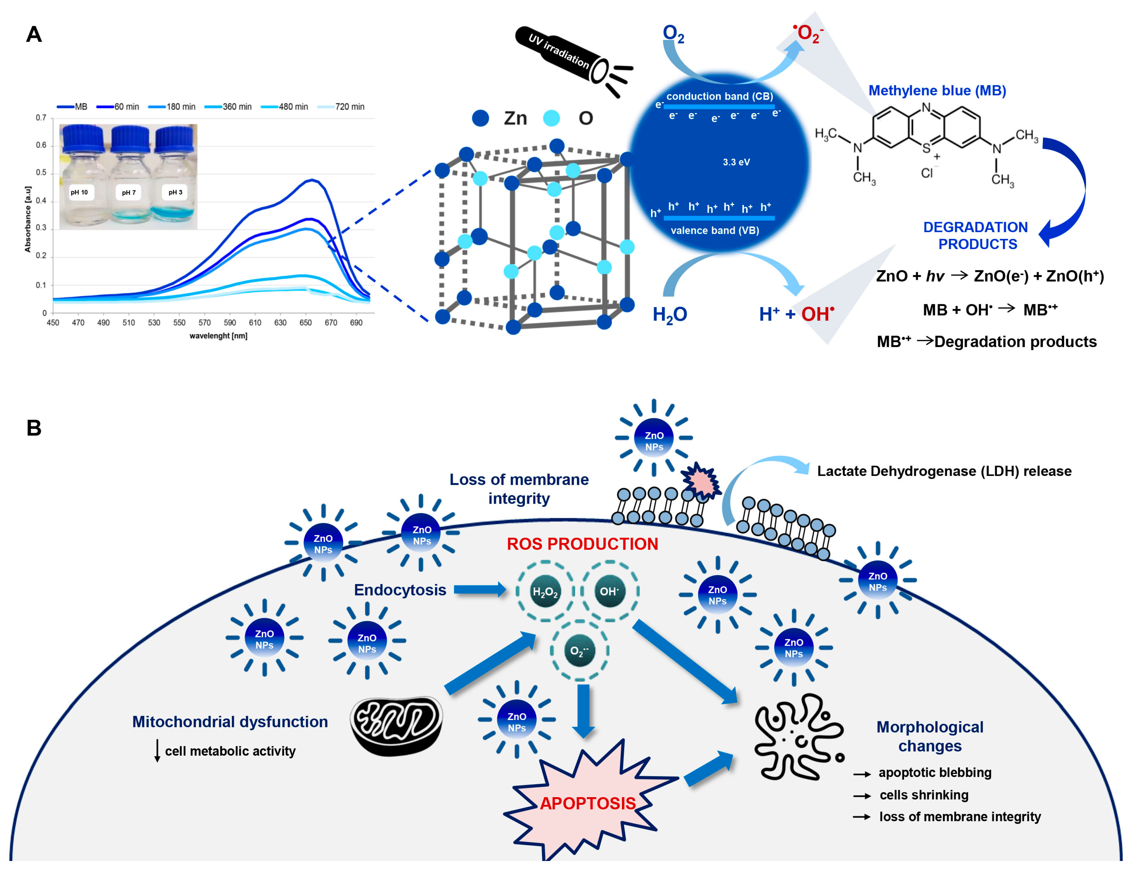 Ijms 22 09529 g007 Ijms 22 09529 g007