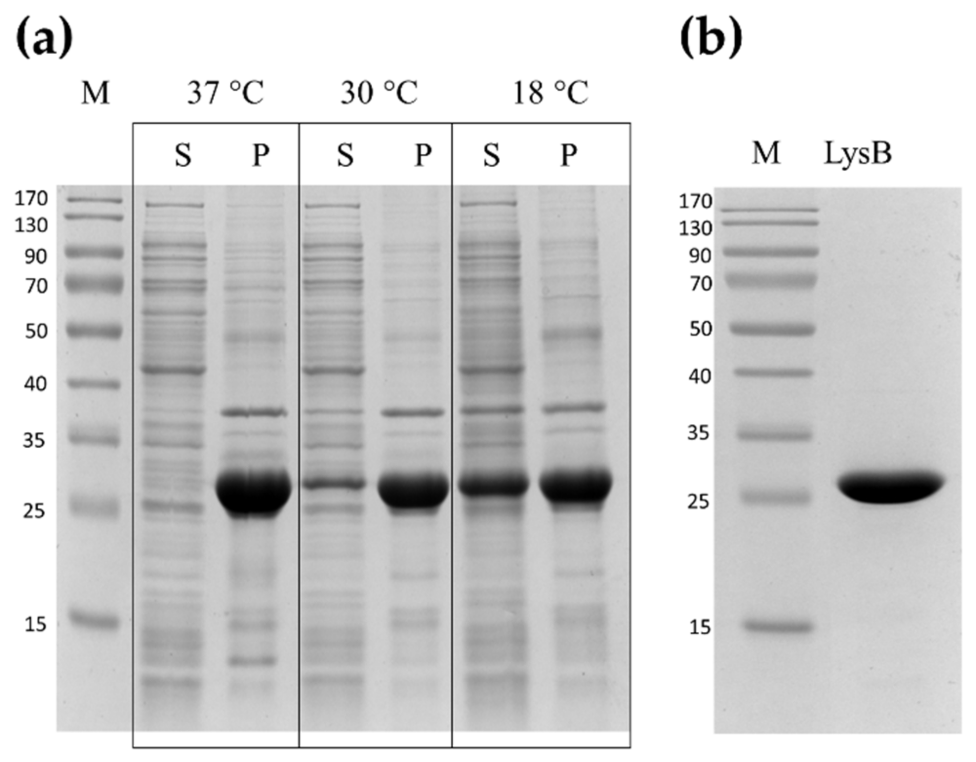 Ijms 22 09536 g004 550