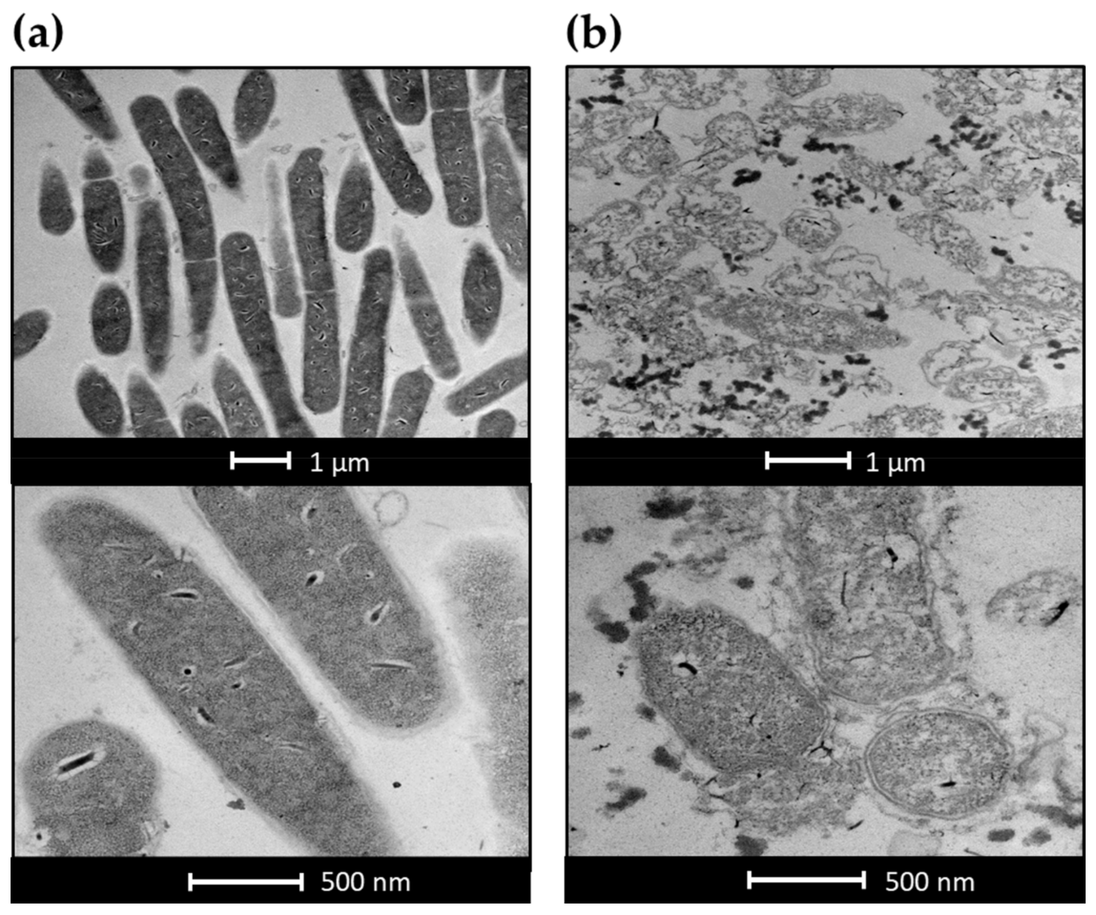 Ijms 22 09536 g007 550