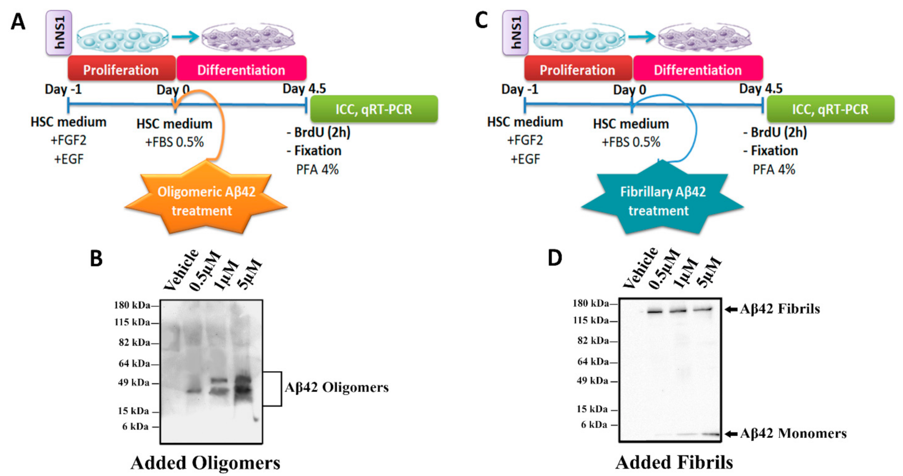 Ijms 22 09537 g001 Ijms 22 09537 g001