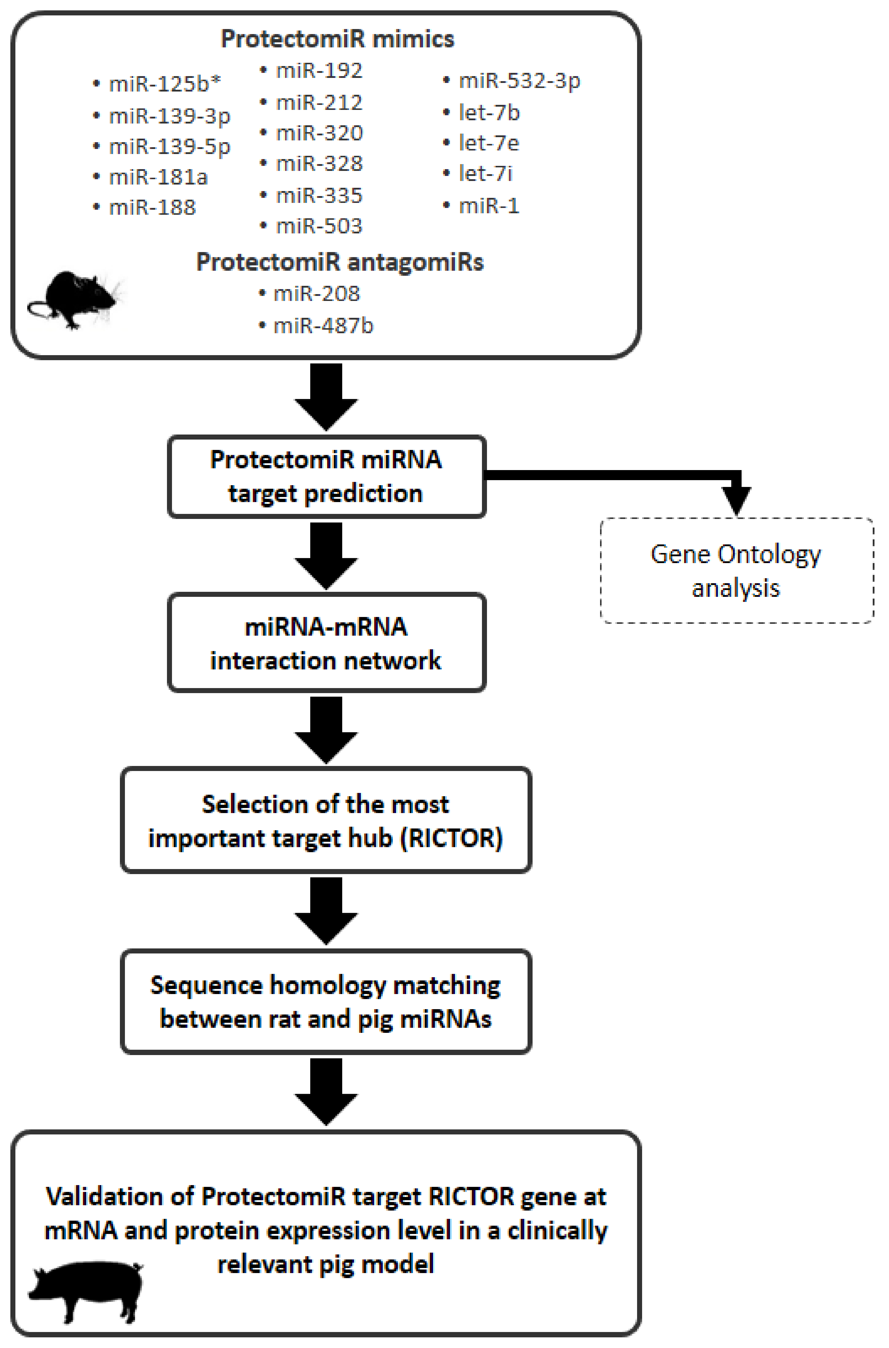 Molecular Network Approach Reveals Rictor as a Central Target of 
