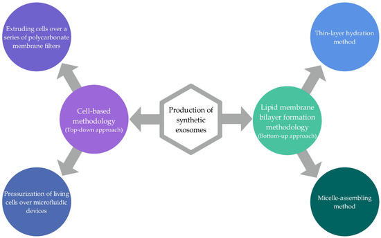 Exosomes Engineering and Their Roles as Therapy Delivery Tools ...