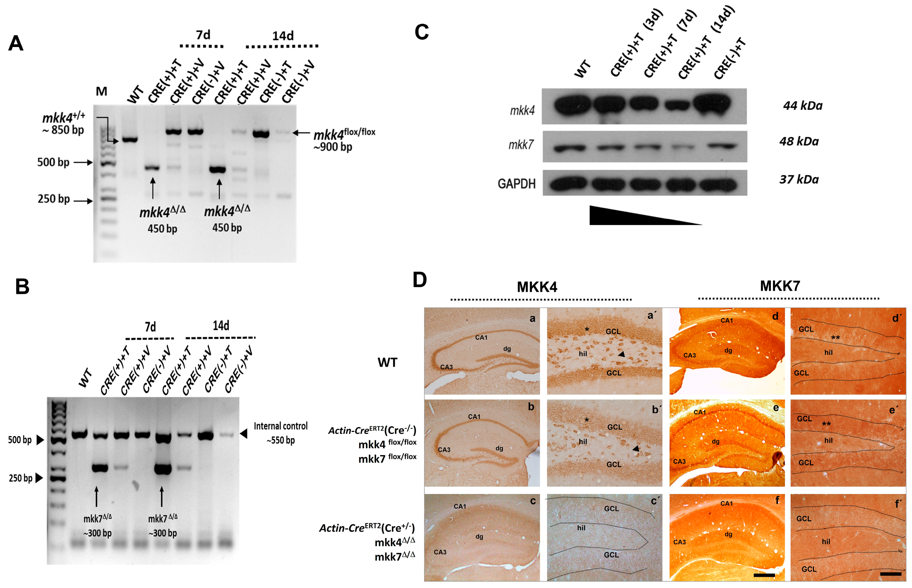 Ijms 22 09545 g002 550