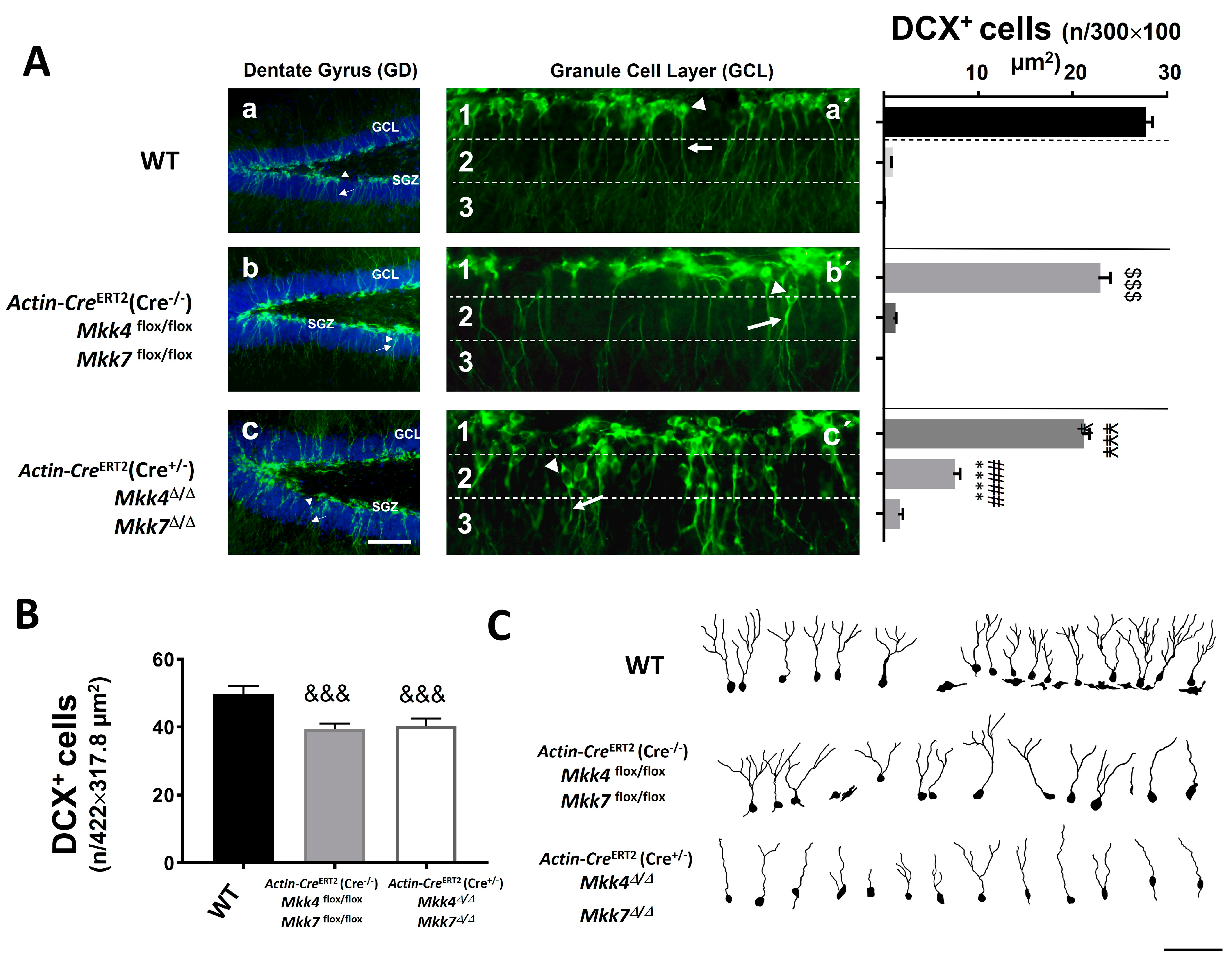 Ijms 22 09545 g006 550