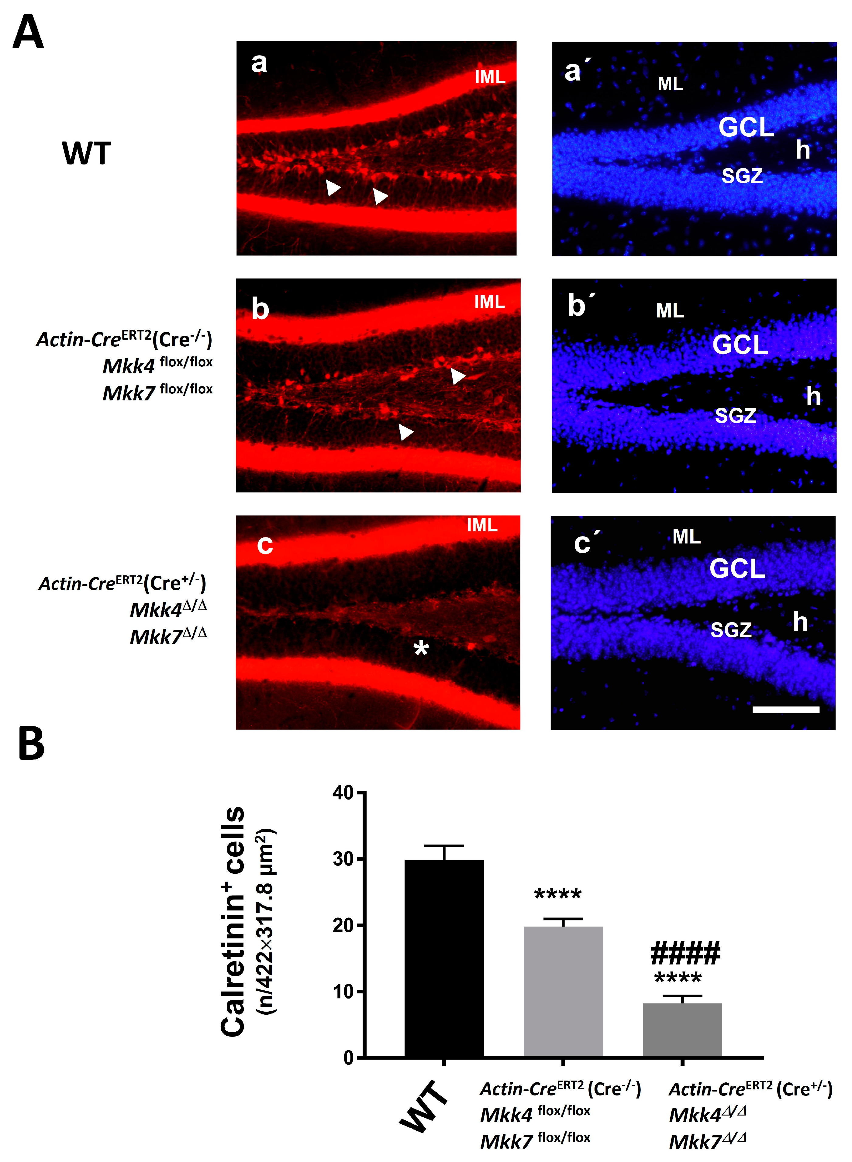 Ijms 22 09545 g007 550