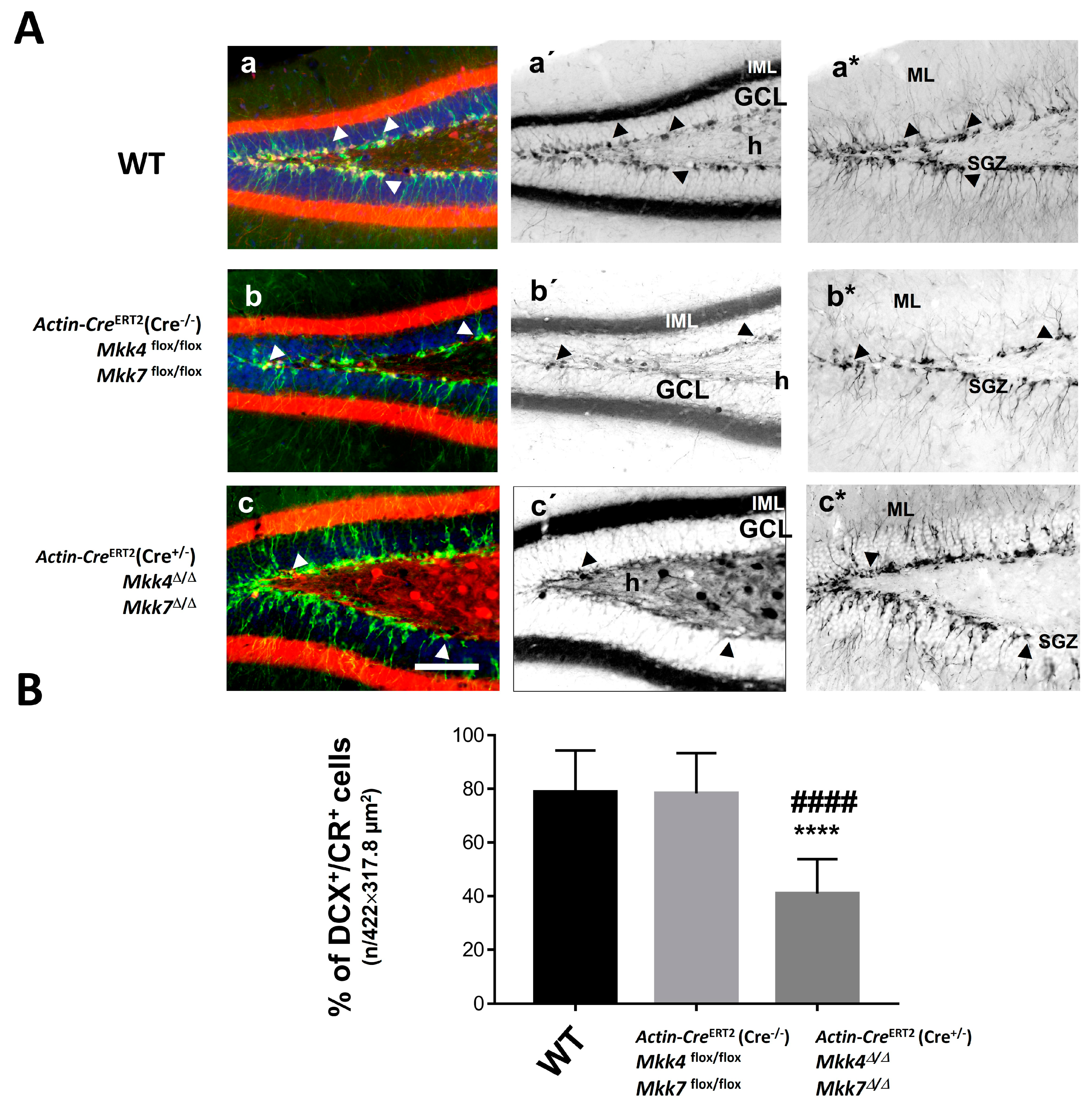 Ijms 22 09545 g008 550