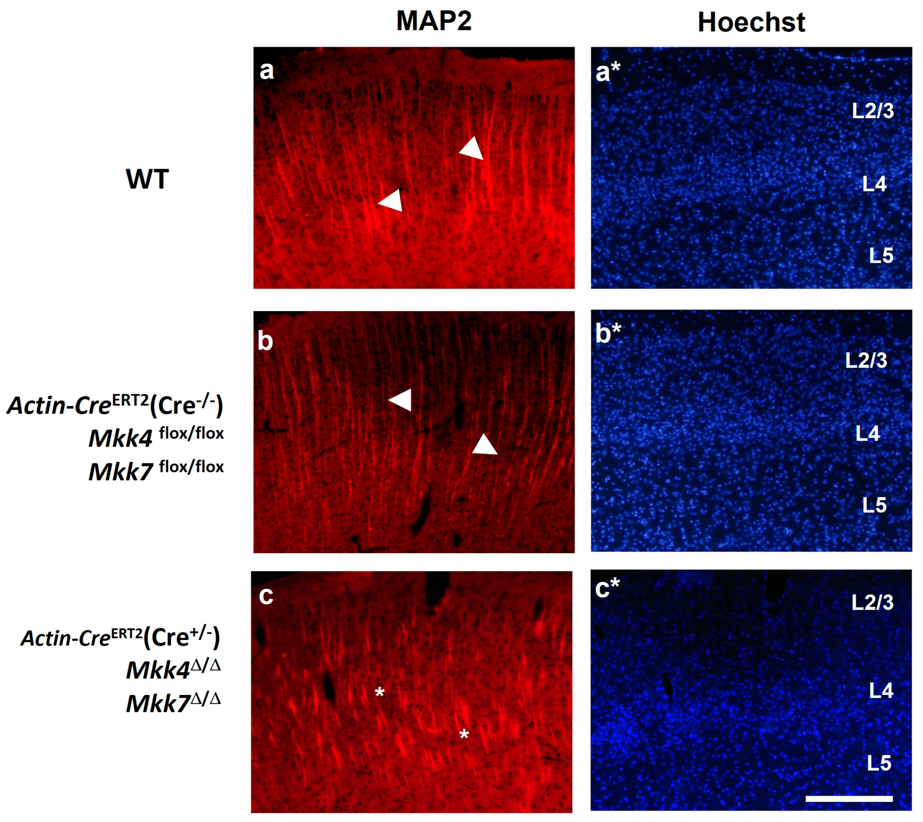 Ijms 22 09545 g009 550
