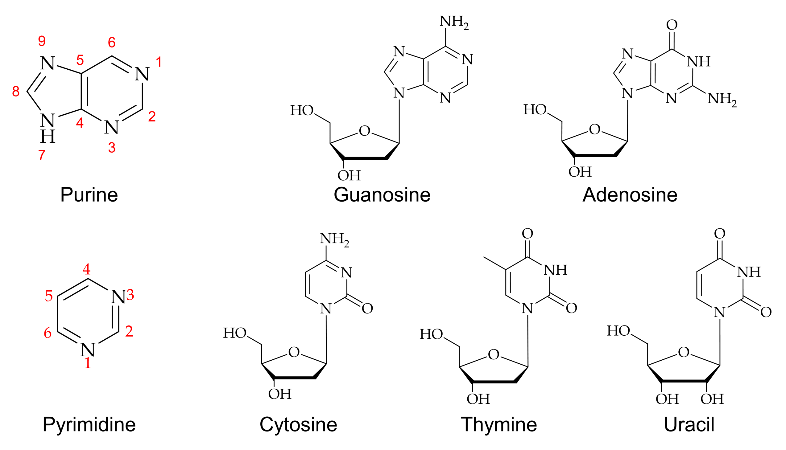 Nucleic Acids Structure