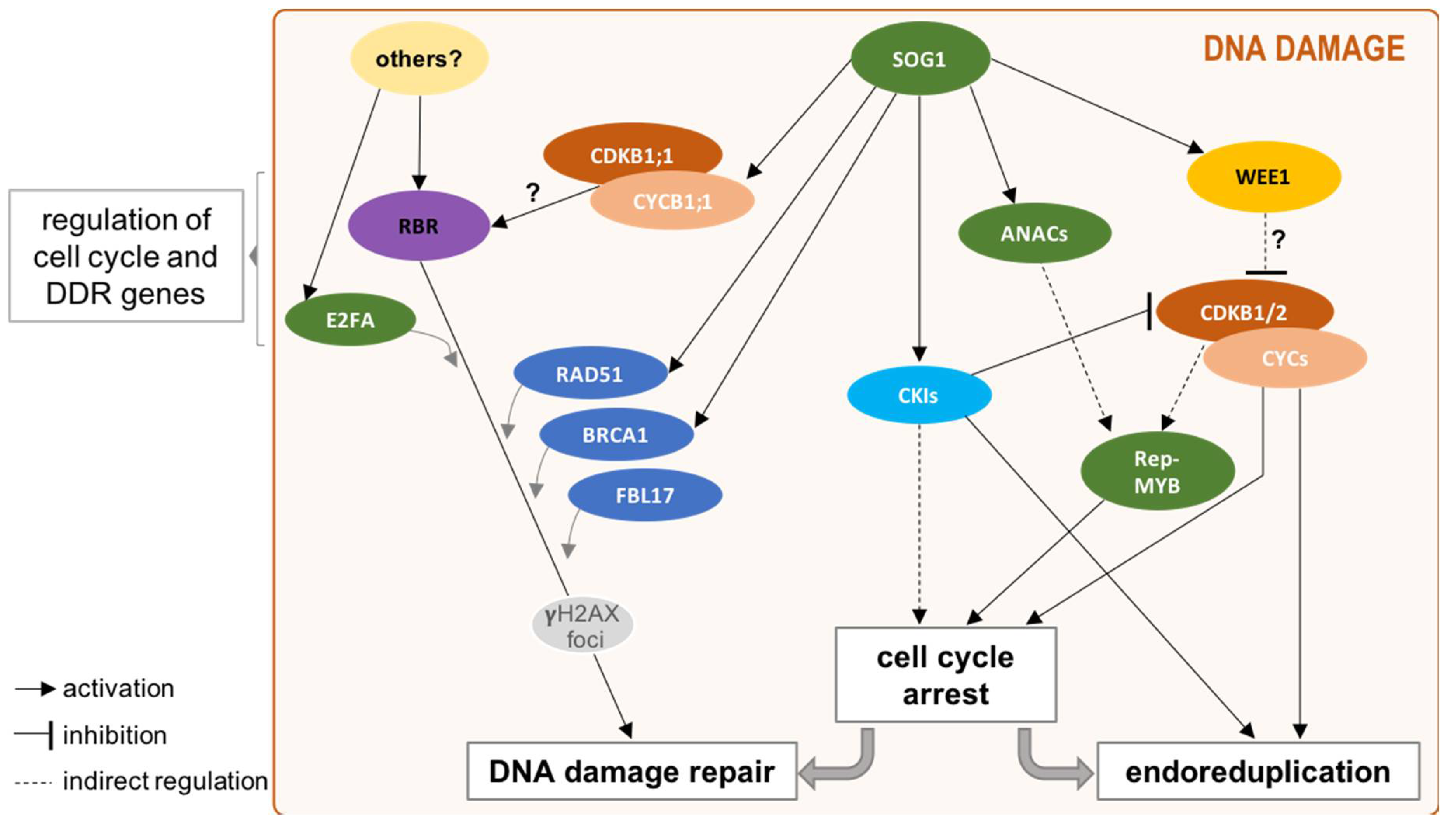 Connections between the Cell Cycle and the DNA Damage Response in Plants Biology Diagrams