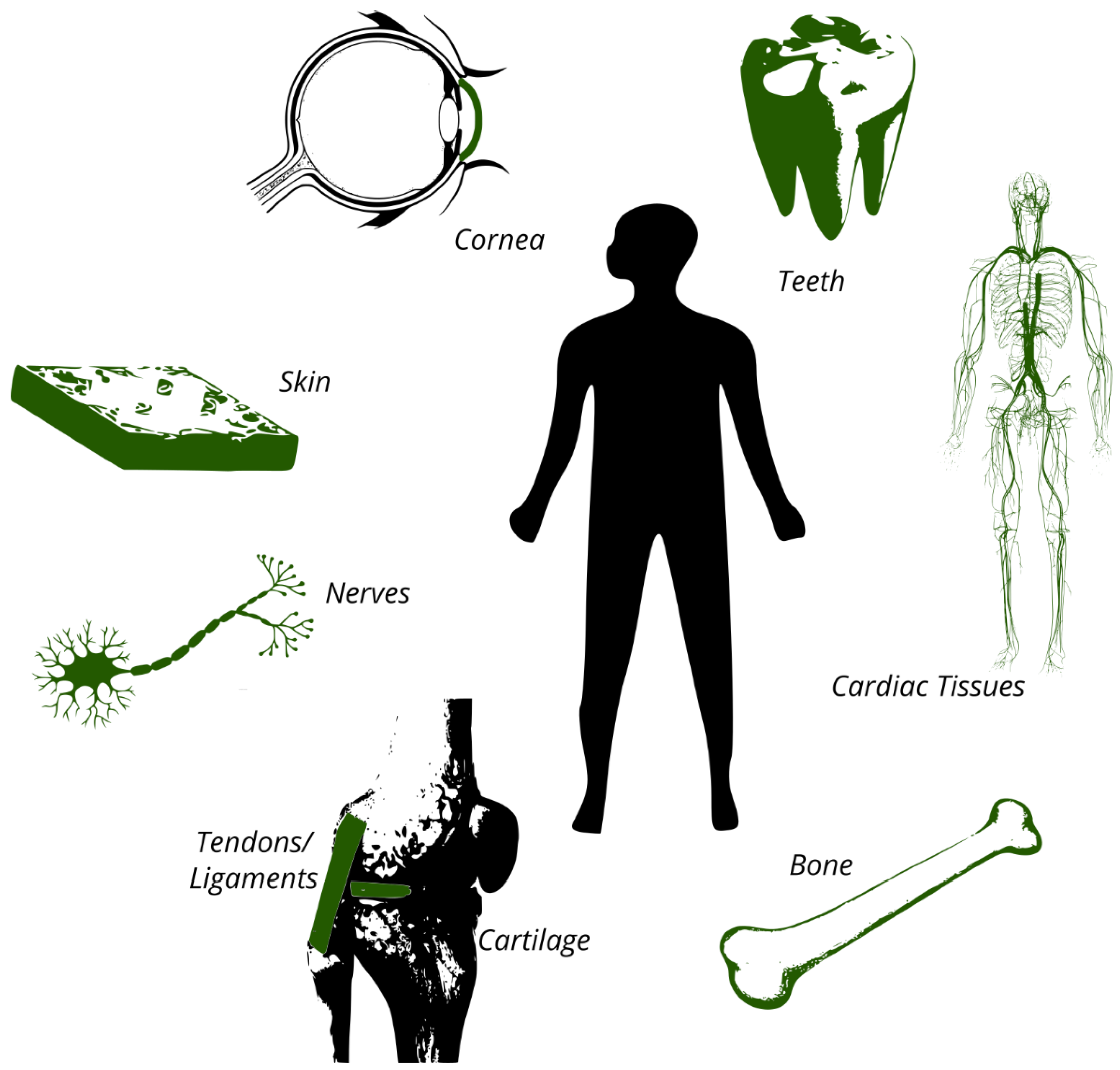 Ijms 22 09561 g002 550