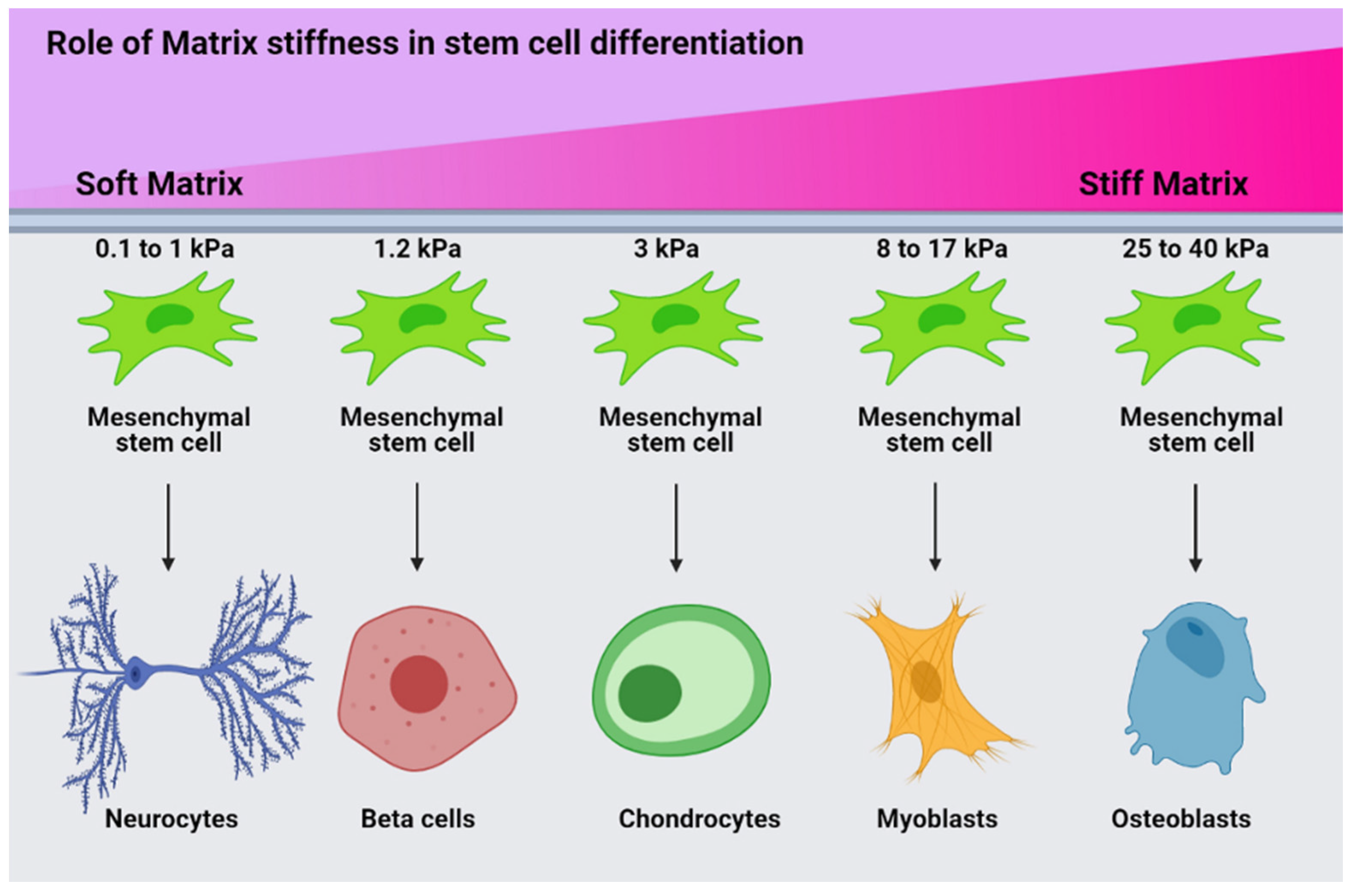 Ijms 22 09564 g008 550