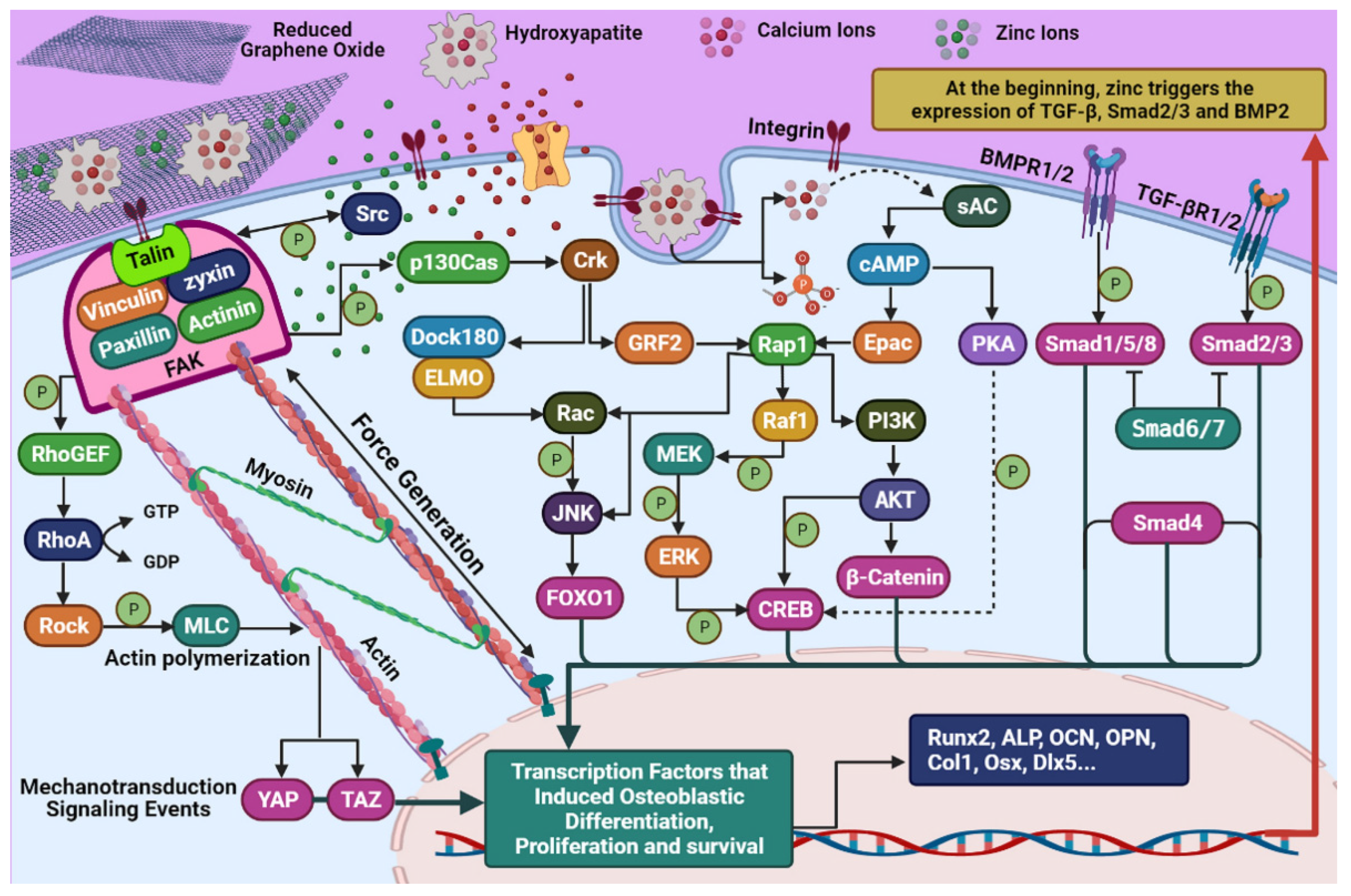 Ijms 22 09564 g009 550
