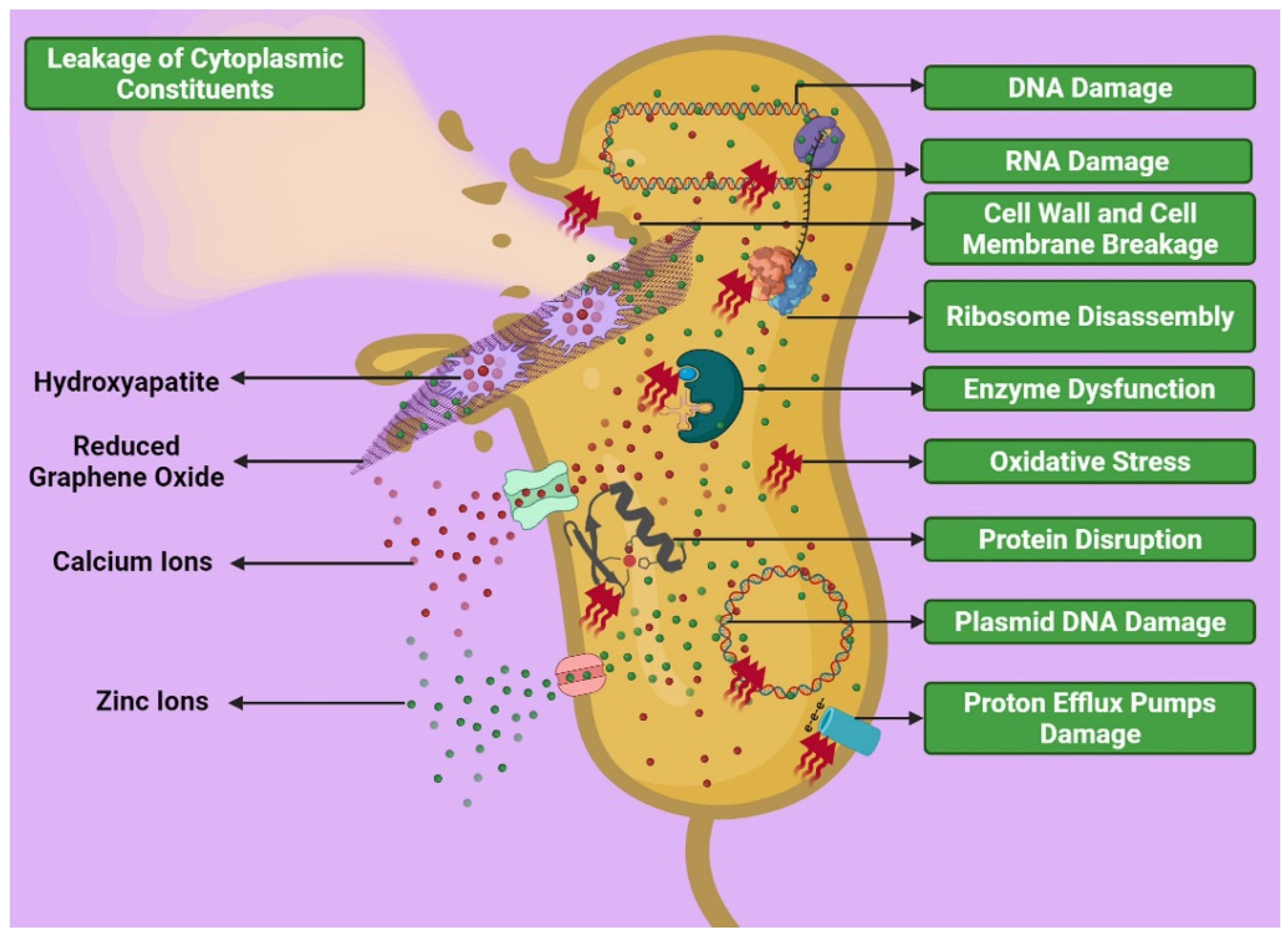 Ijms 22 09564 g010 550