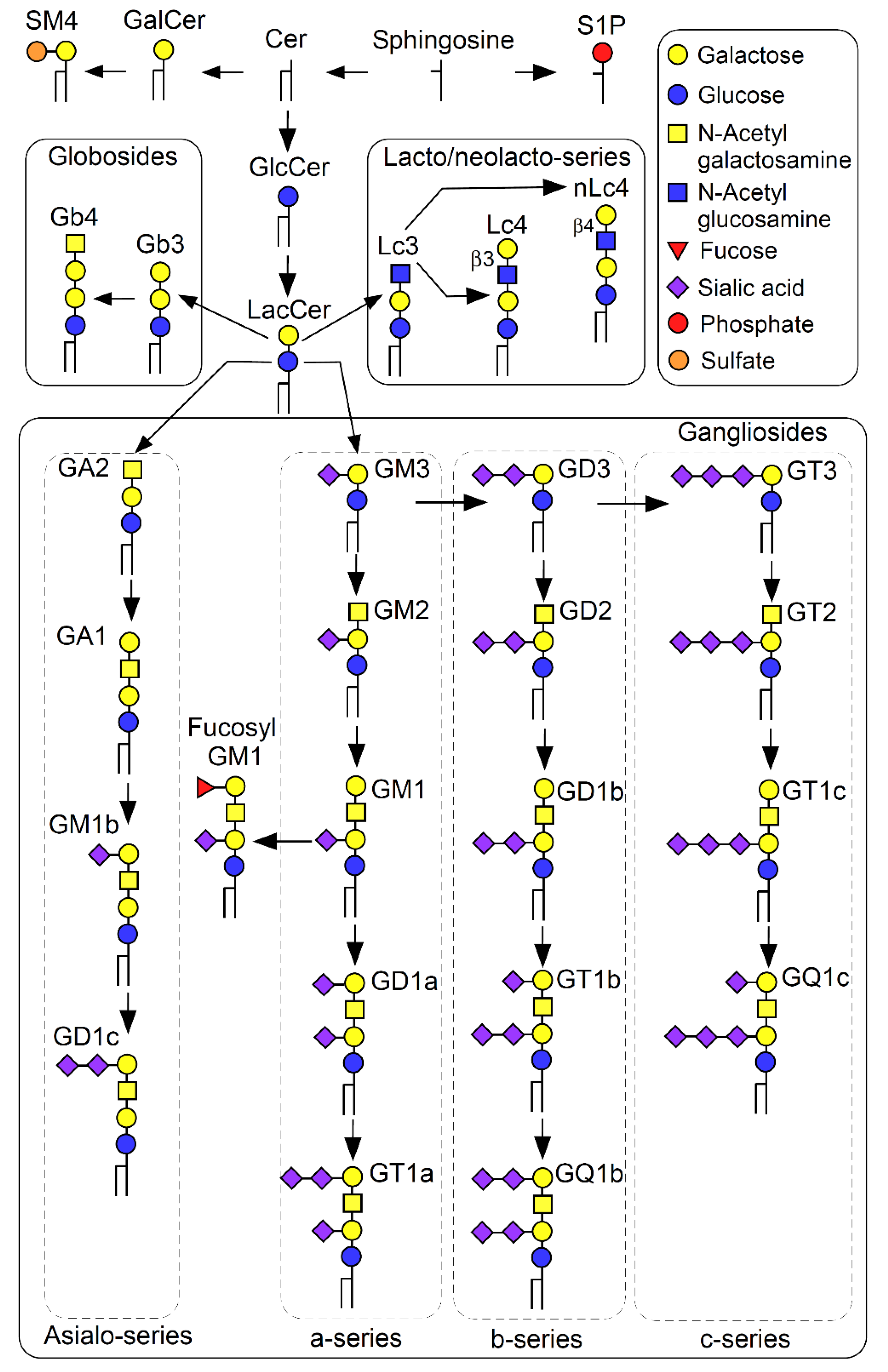 IJMS | Free Full-Text | Multiplicity of Glycosphingolipid-Enriched Microdomain-Driven Immune Signaling |