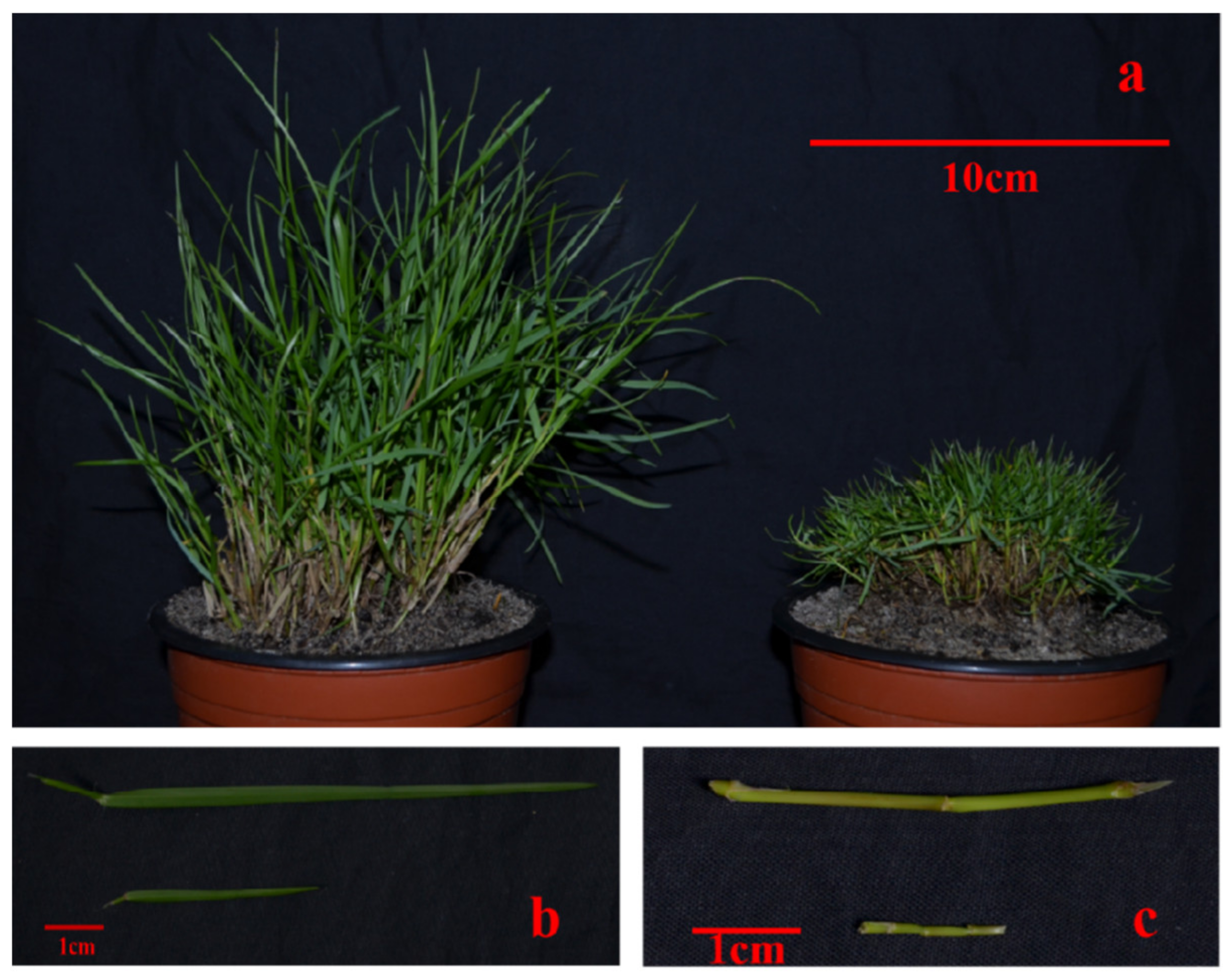 Ijms 22 09568 g001 Ijms 22 09568 g001