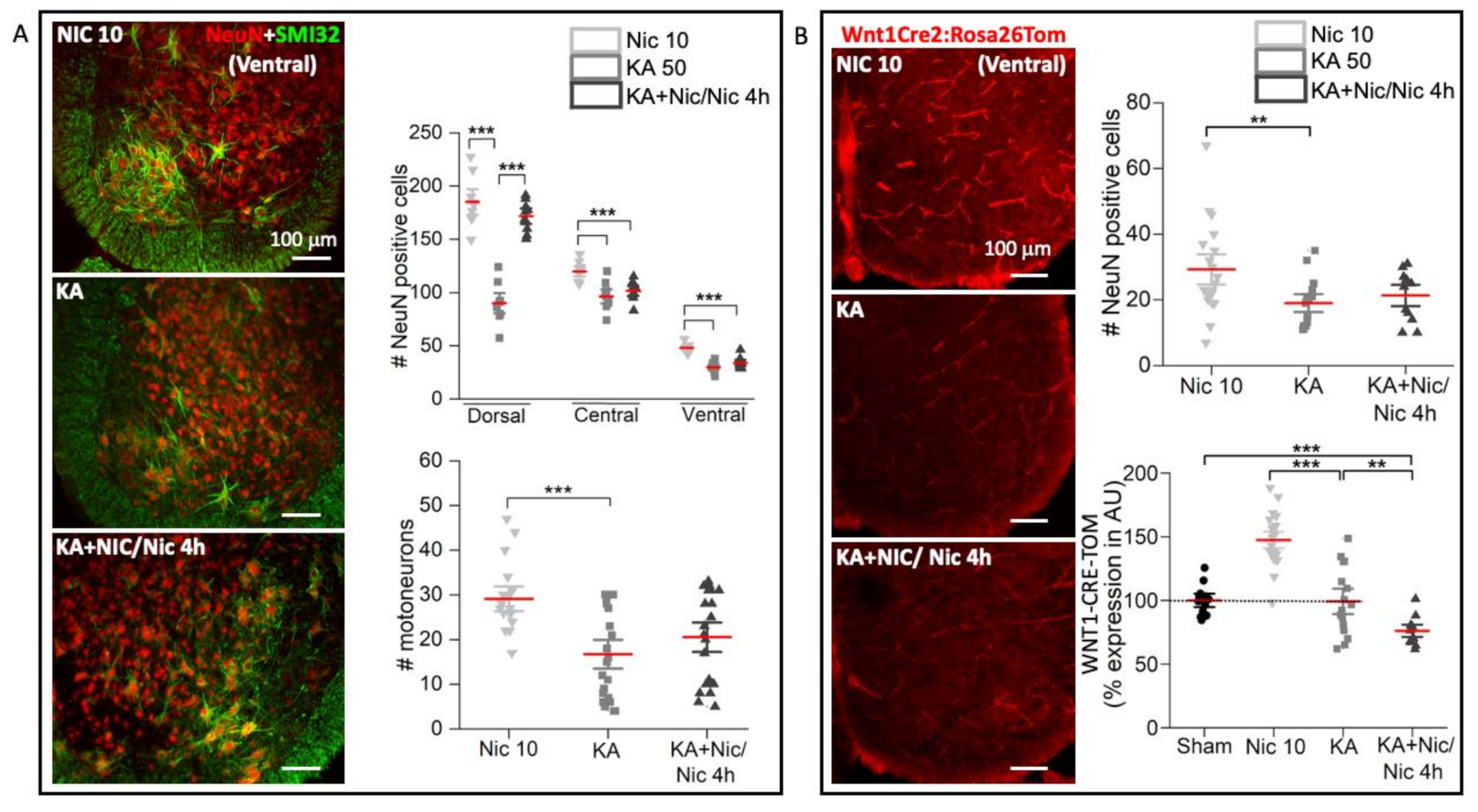 Ijms 22 09572 g006 Ijms 22 09572 g006