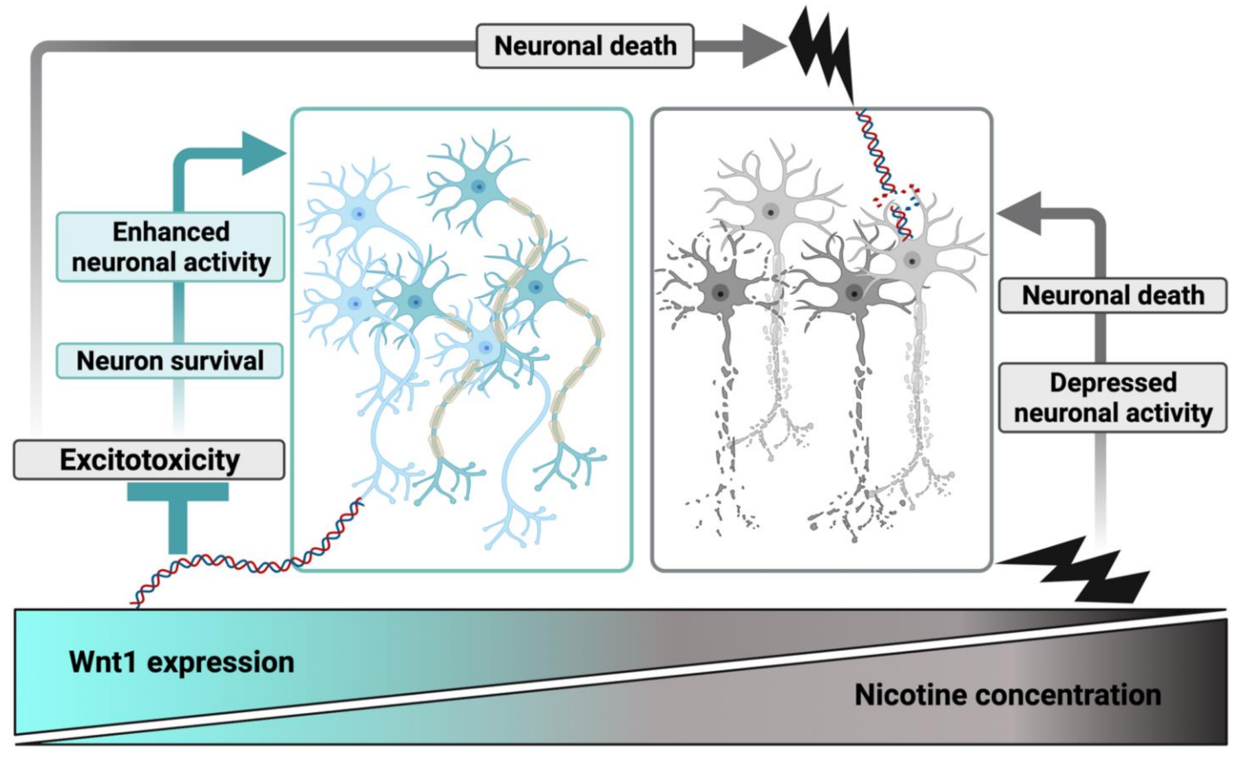 Ijms 22 09572 g008 Ijms 22 09572 g008