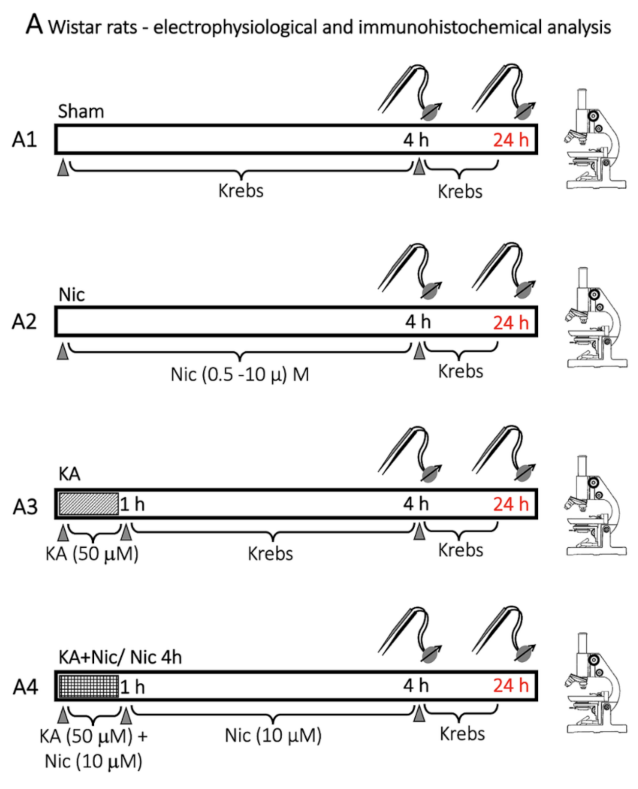 Ijms 22 09572 g009 Ijms 22 09572 g009