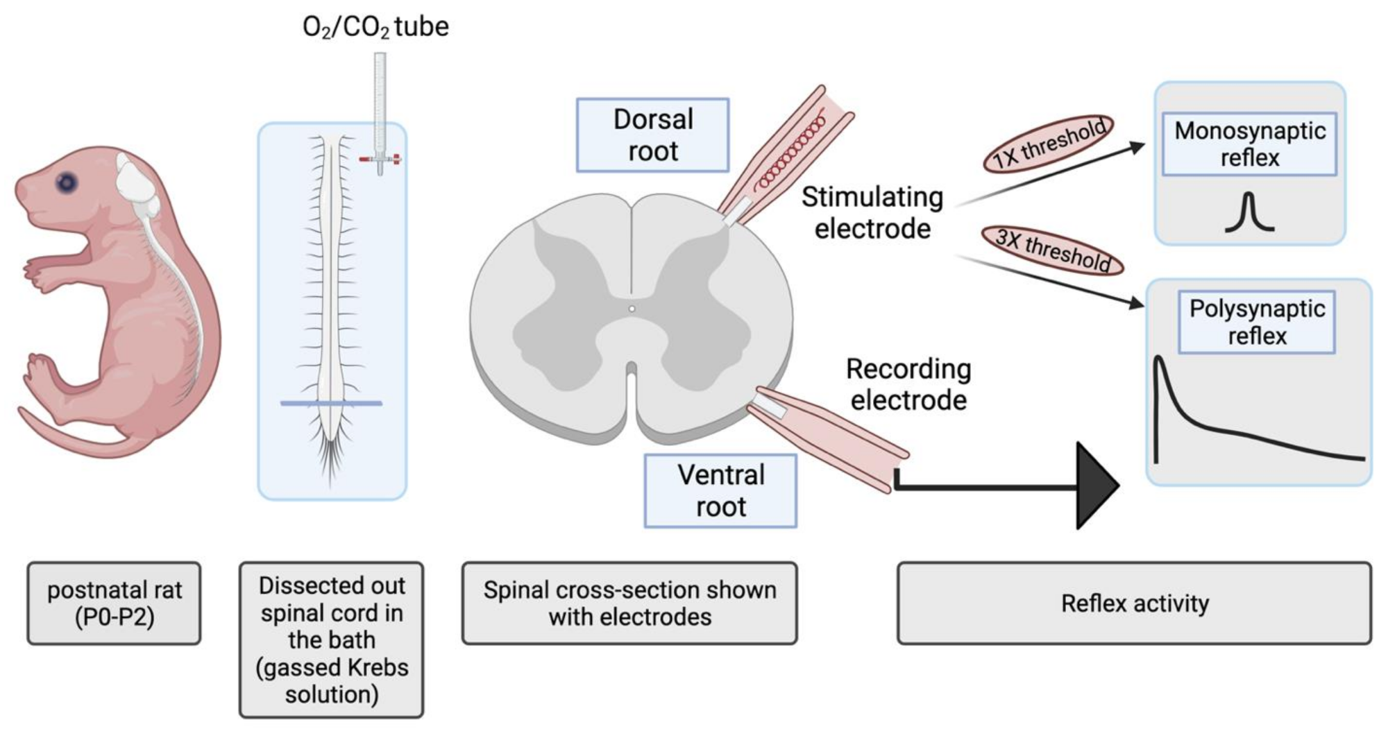 Ijms 22 09572 g011 Ijms 22 09572 g011