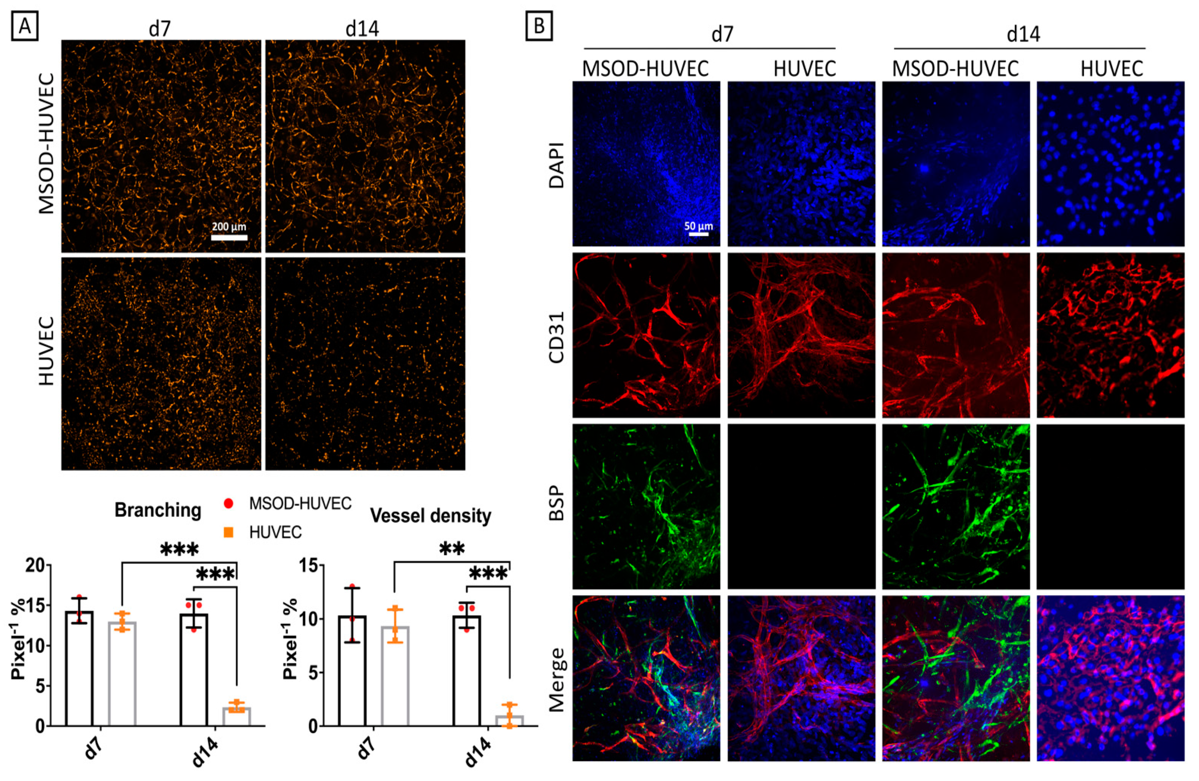 Ijms 22 09581 g003 550
