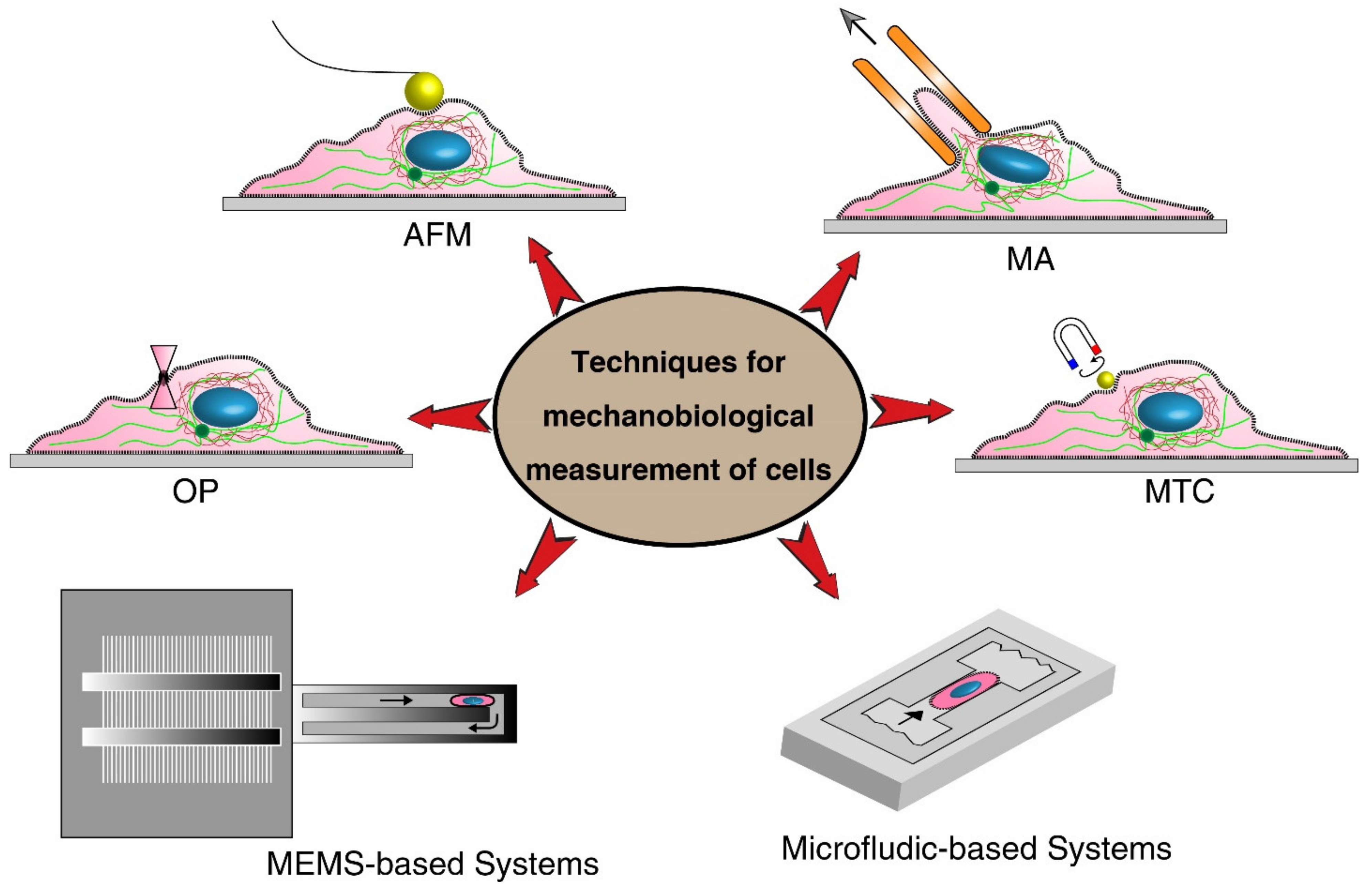 Ijms 22 09587 g004 Ijms 22 09587 g004