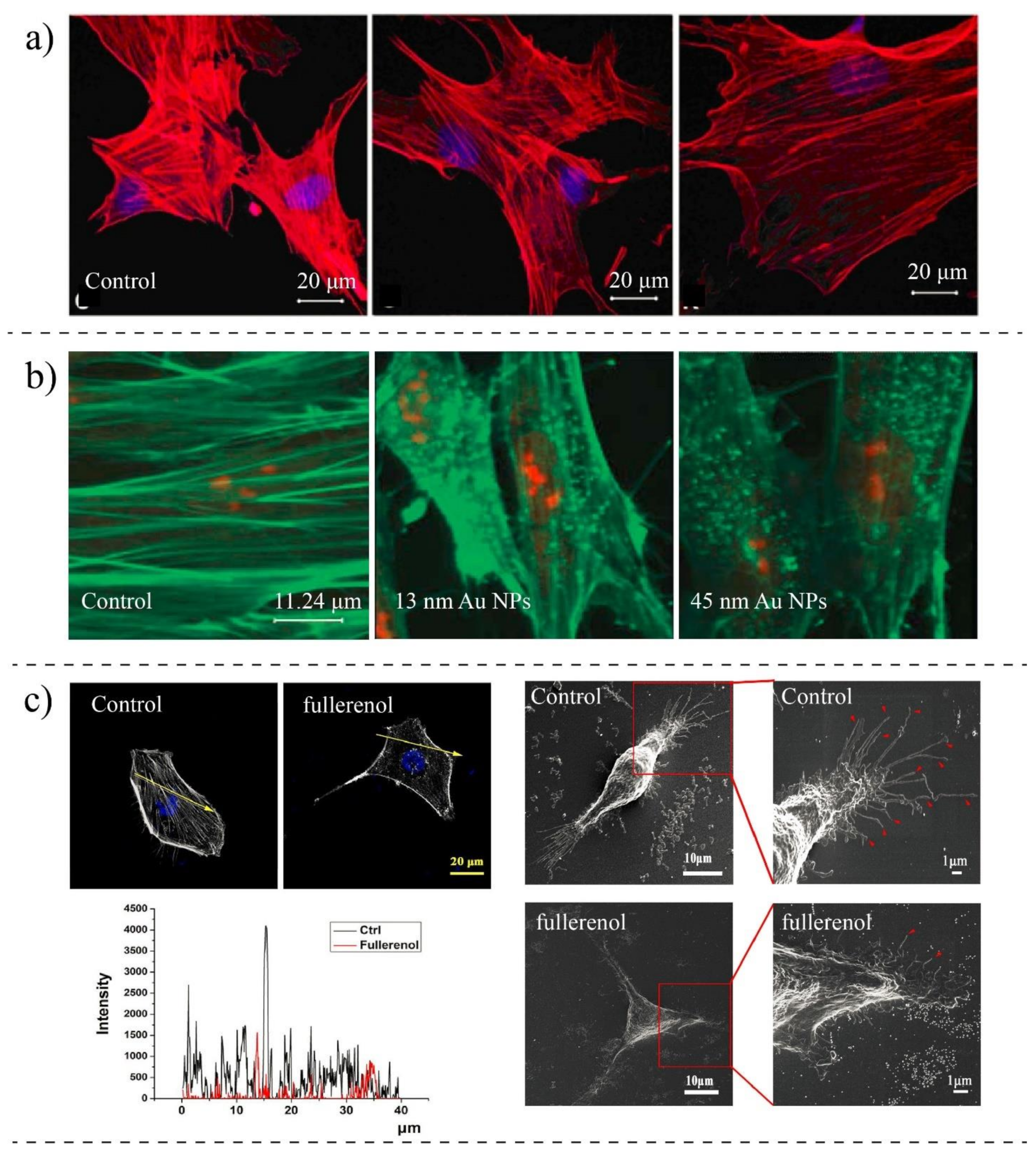 Ijms 22 09587 g007 Ijms 22 09587 g007
