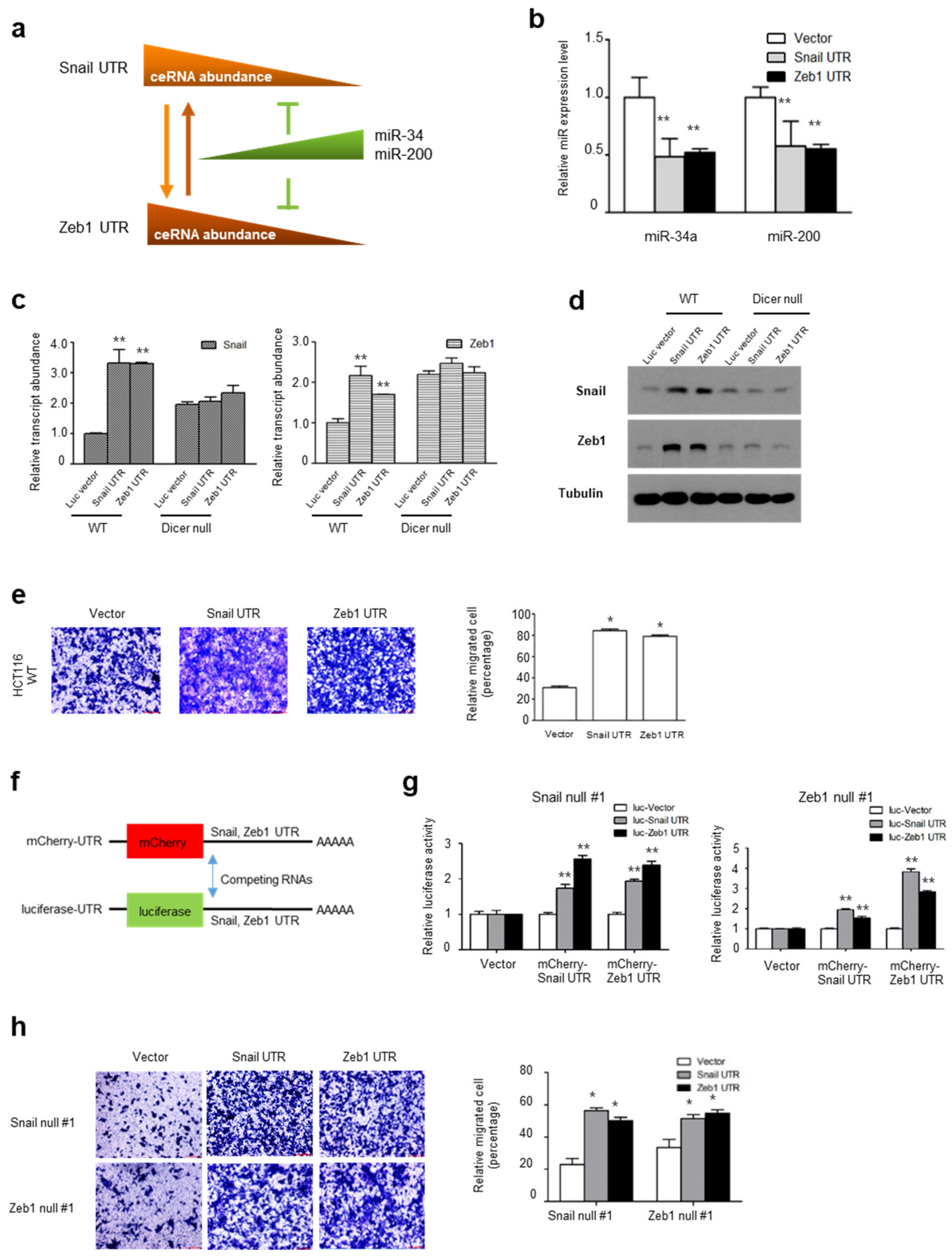 Ijms 22 09589 g003 550