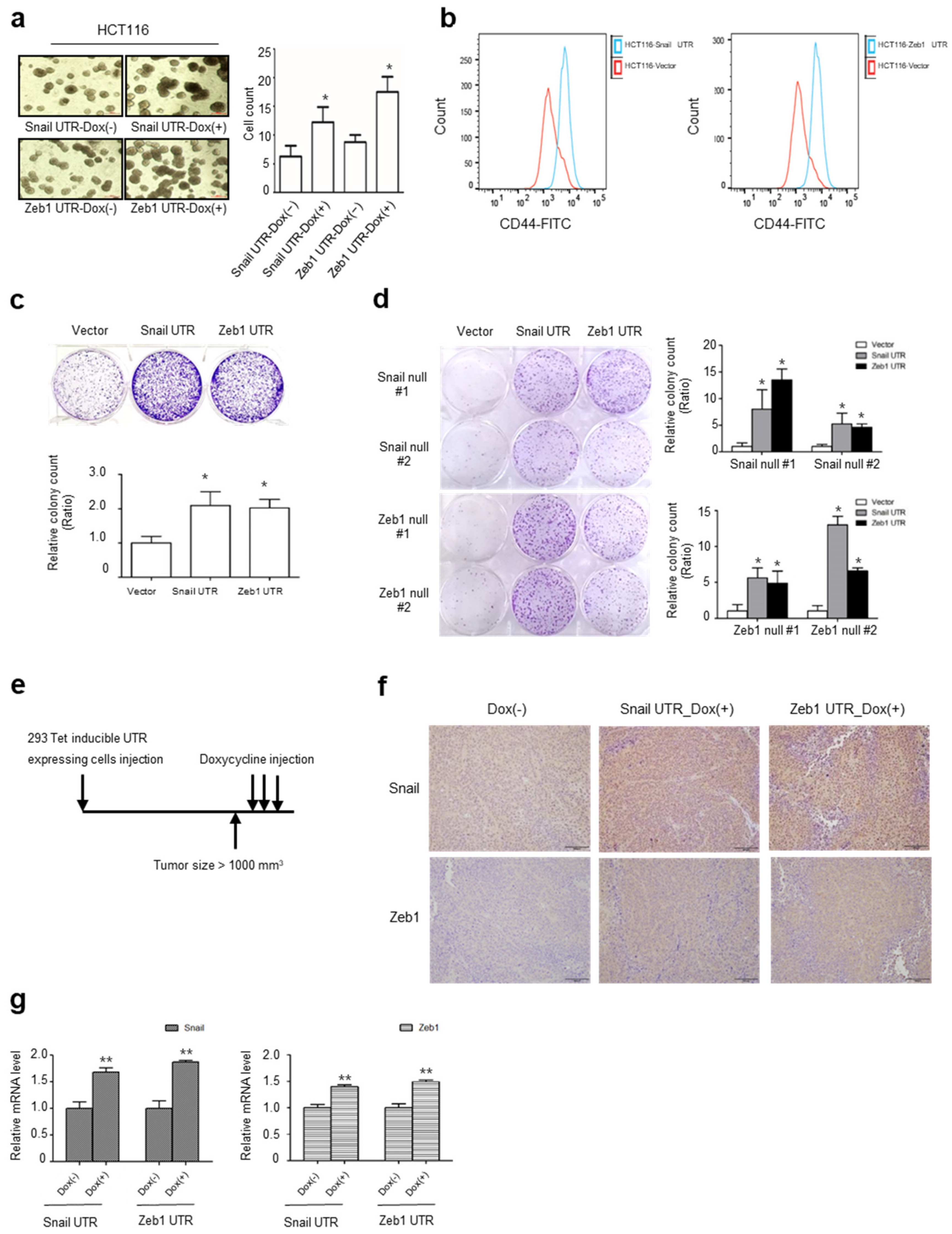 Ijms 22 09589 g004 550