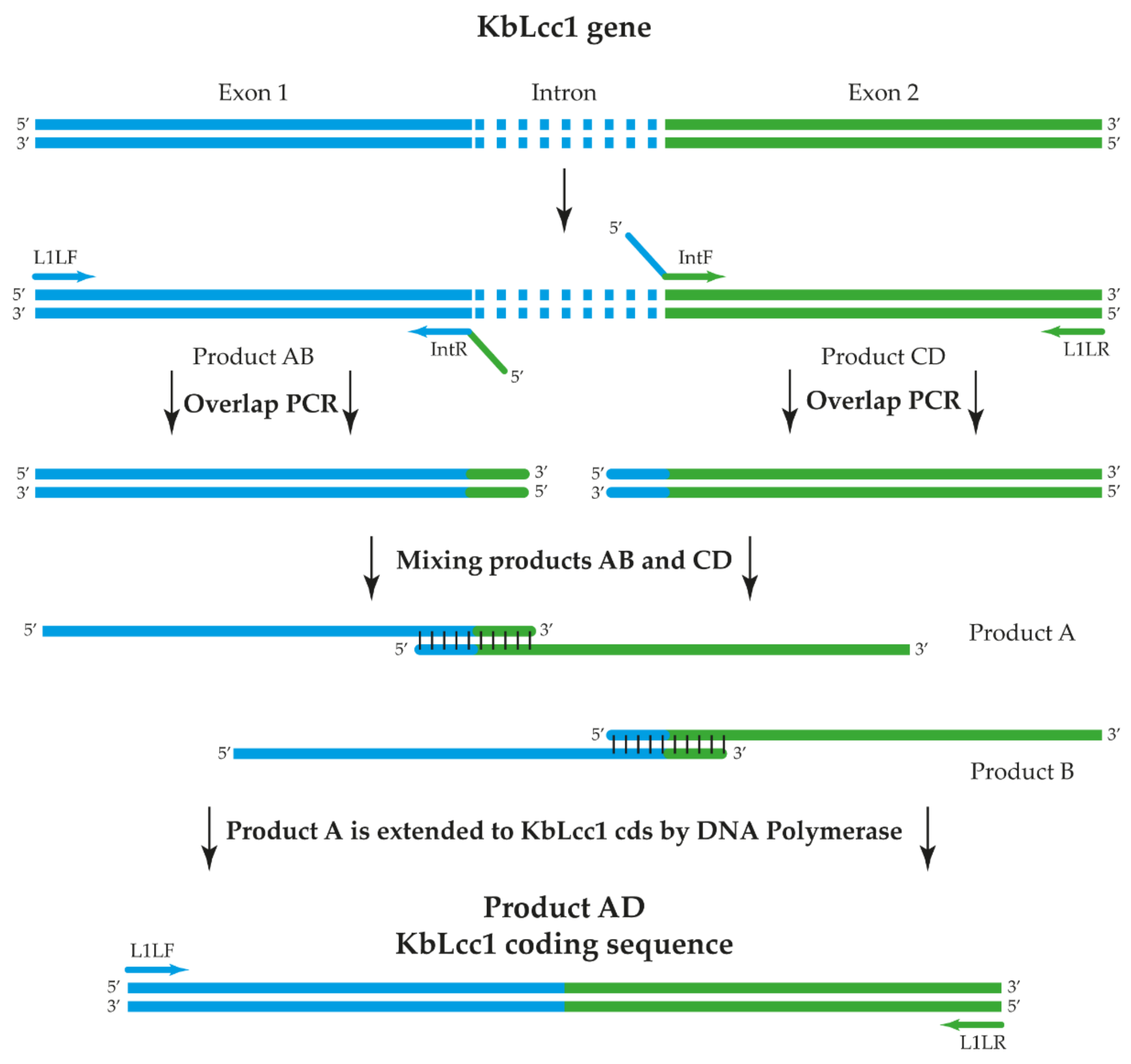 Ijms 22 09593 g002 Ijms 22 09593 g002