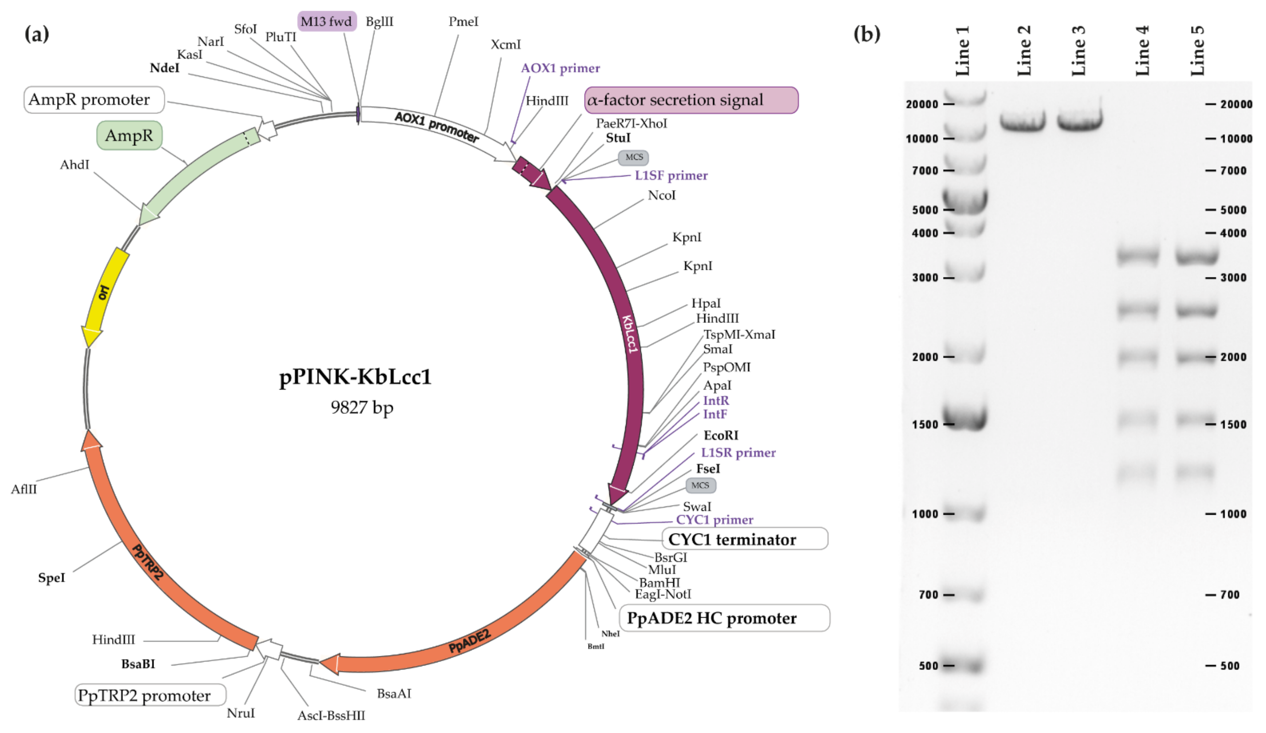 Ijms 22 09593 g003 Ijms 22 09593 g003
