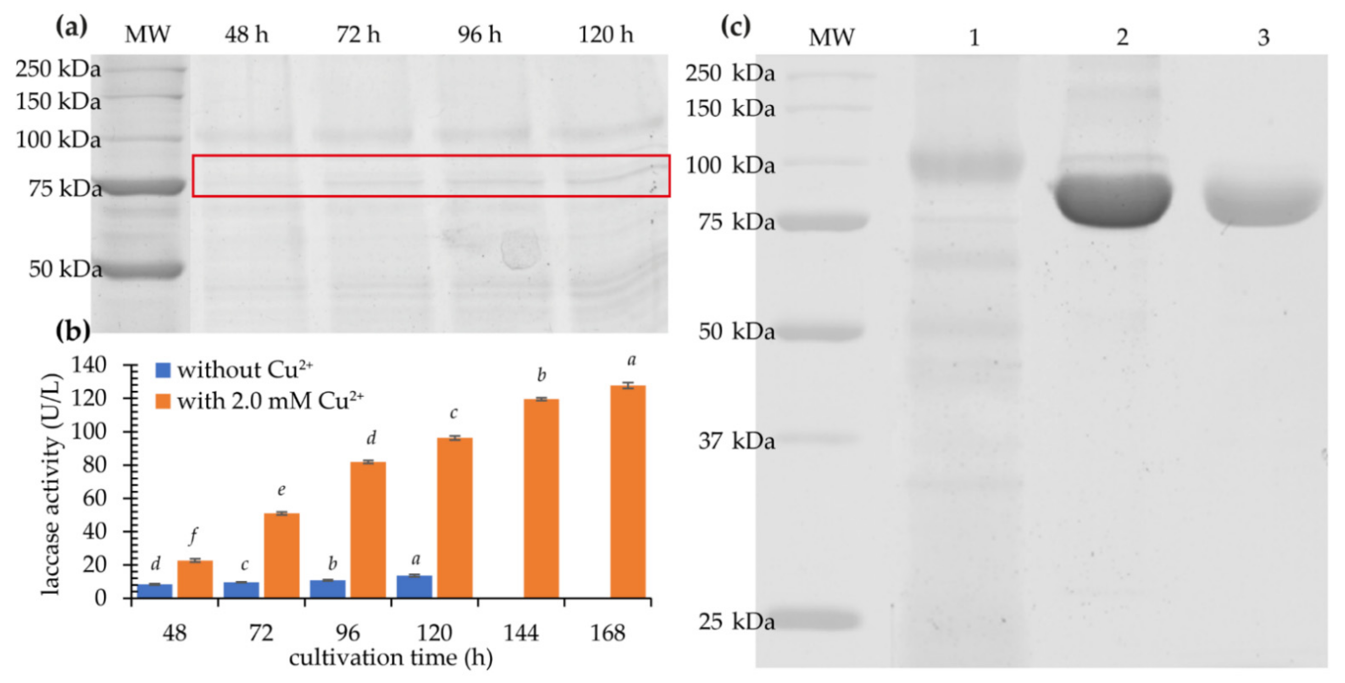 Ijms 22 09593 g004 Ijms 22 09593 g004