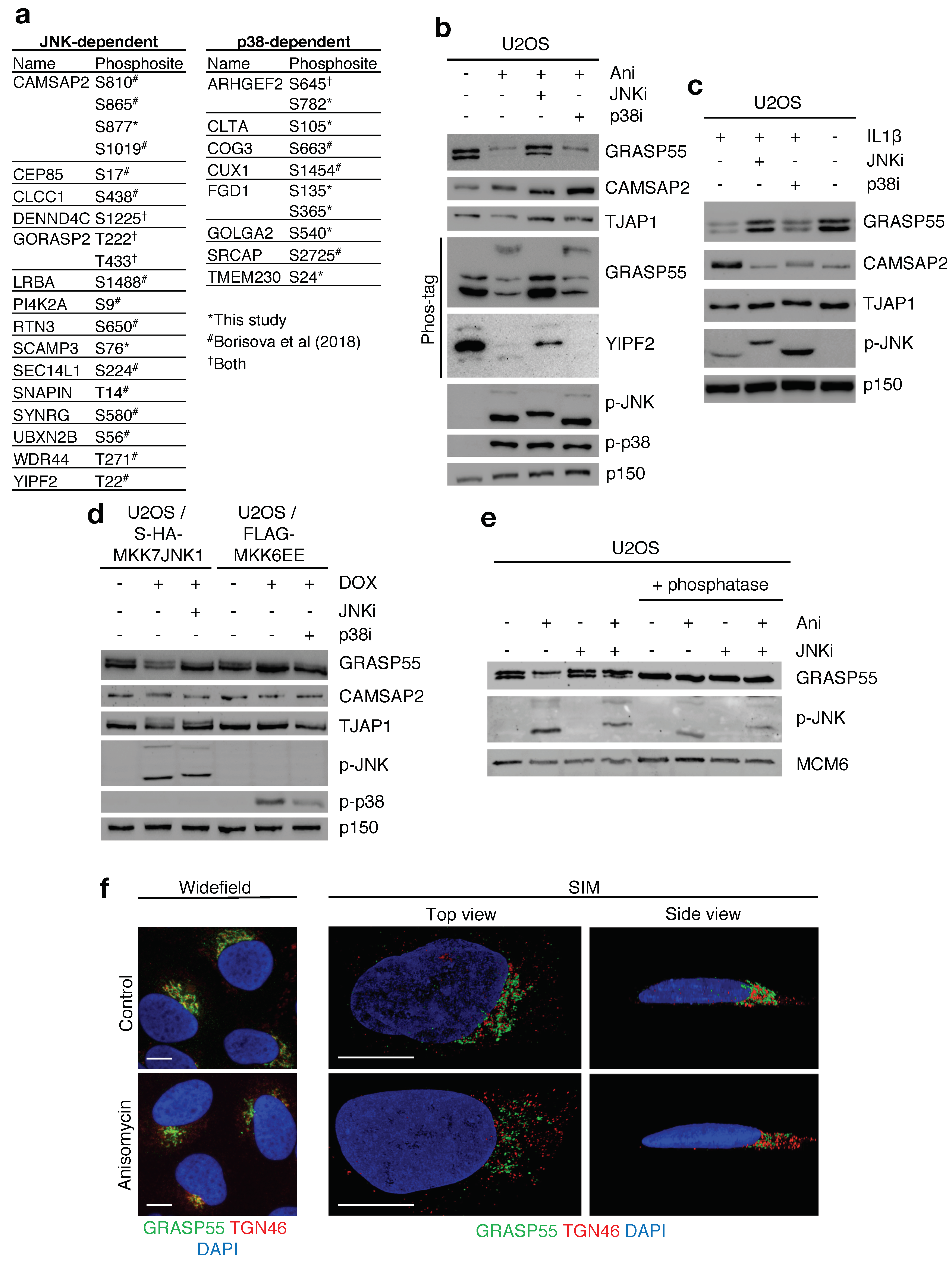 Ijms 22 09595 g004 550