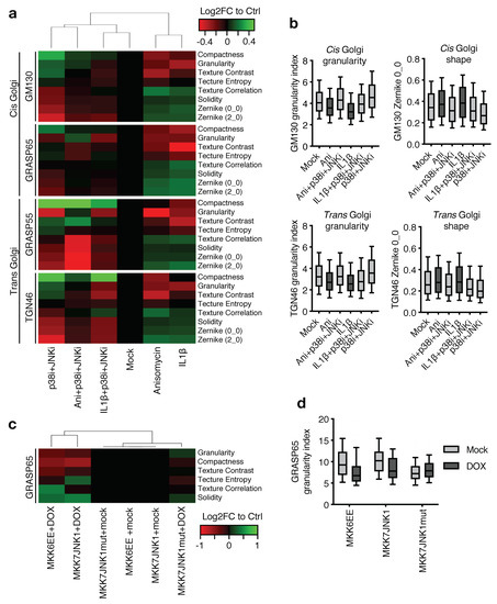 Regulation of the Golgi Apparatus by p38 and JNK Kinases during ...