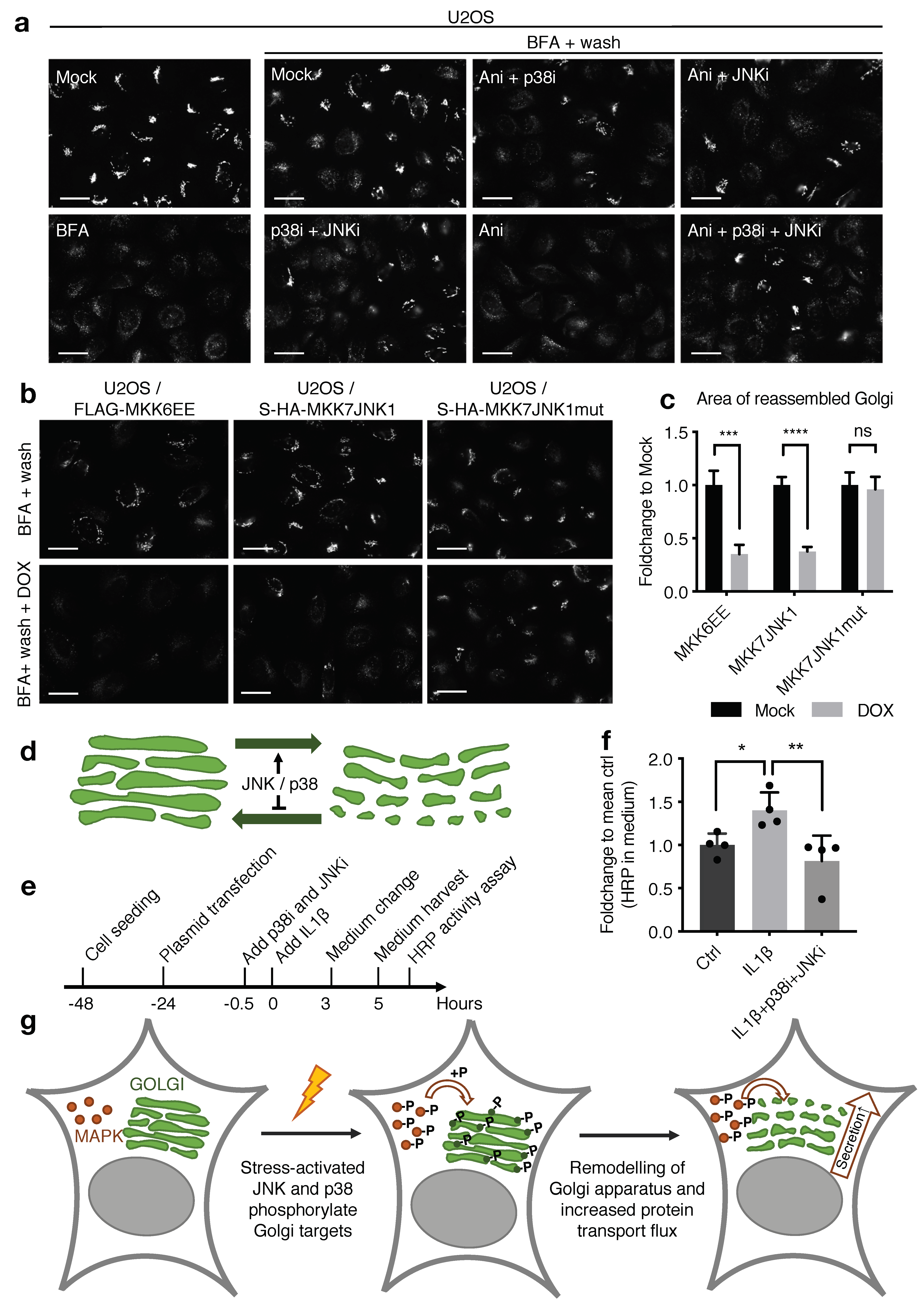 Ijms 22 09595 g006 550